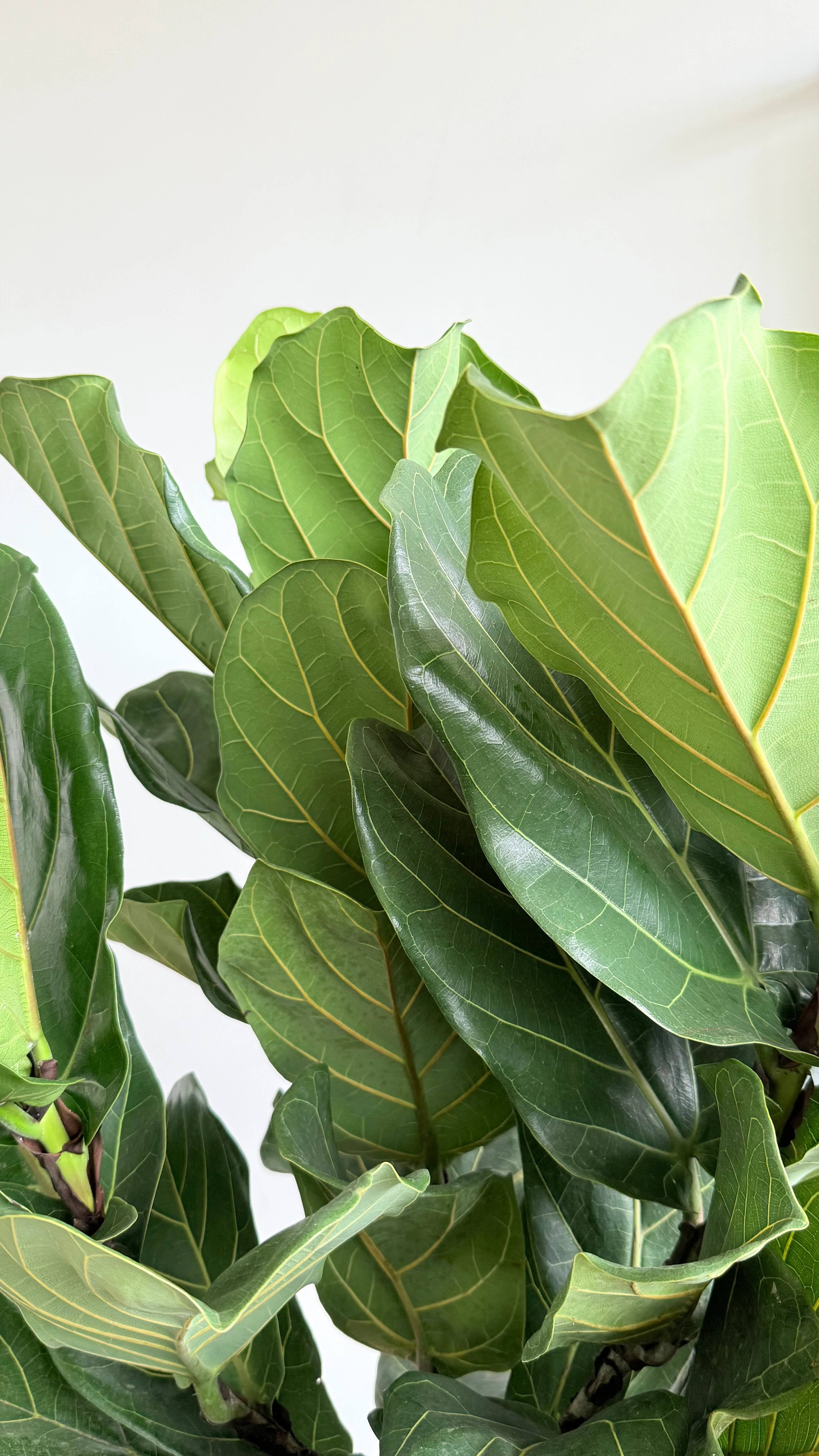 170-190 cm anaç çatallı lyrata (ficus lyrata)