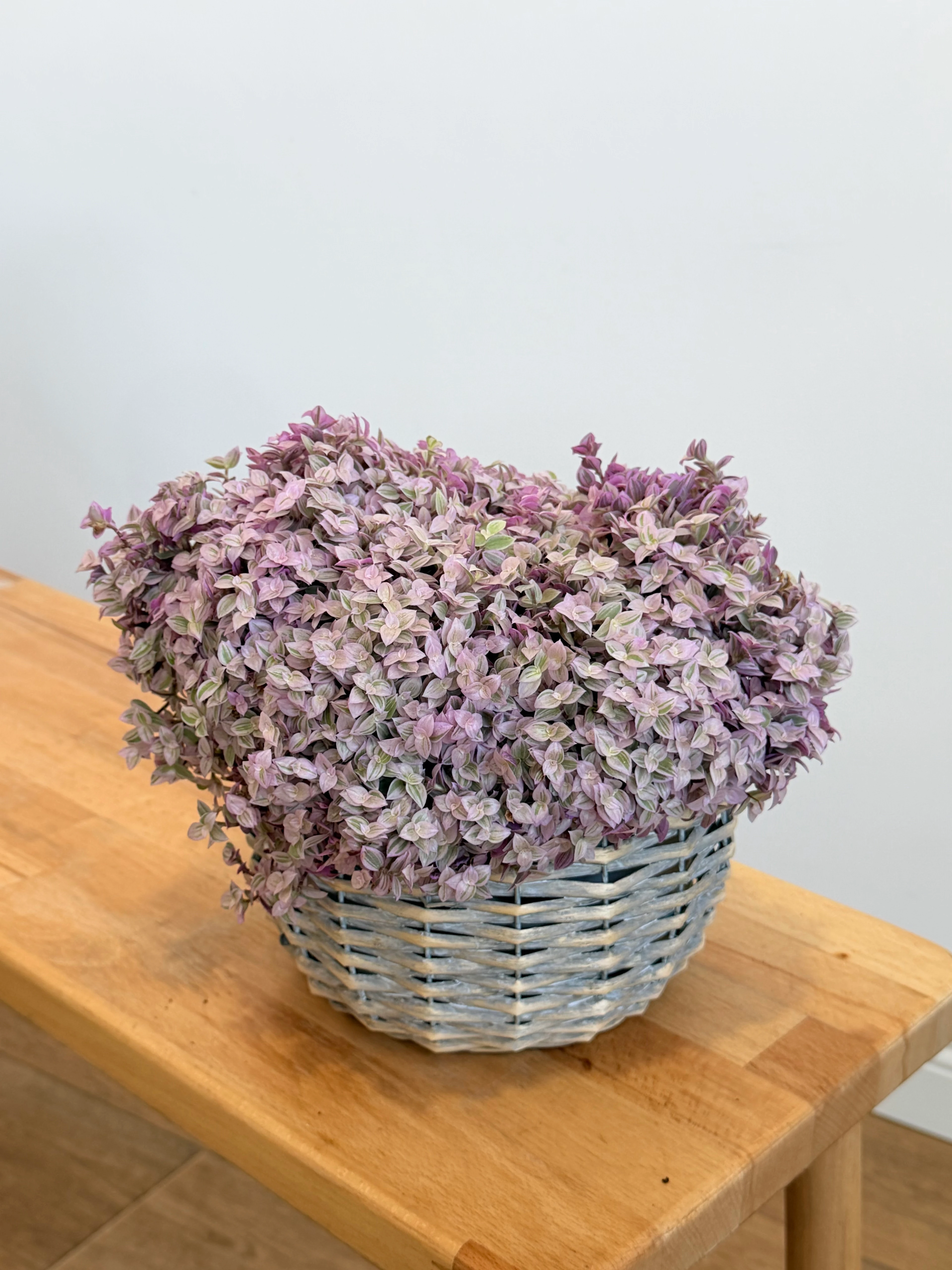 Pink Lady  Gri Poşetli Hasır Saksıda