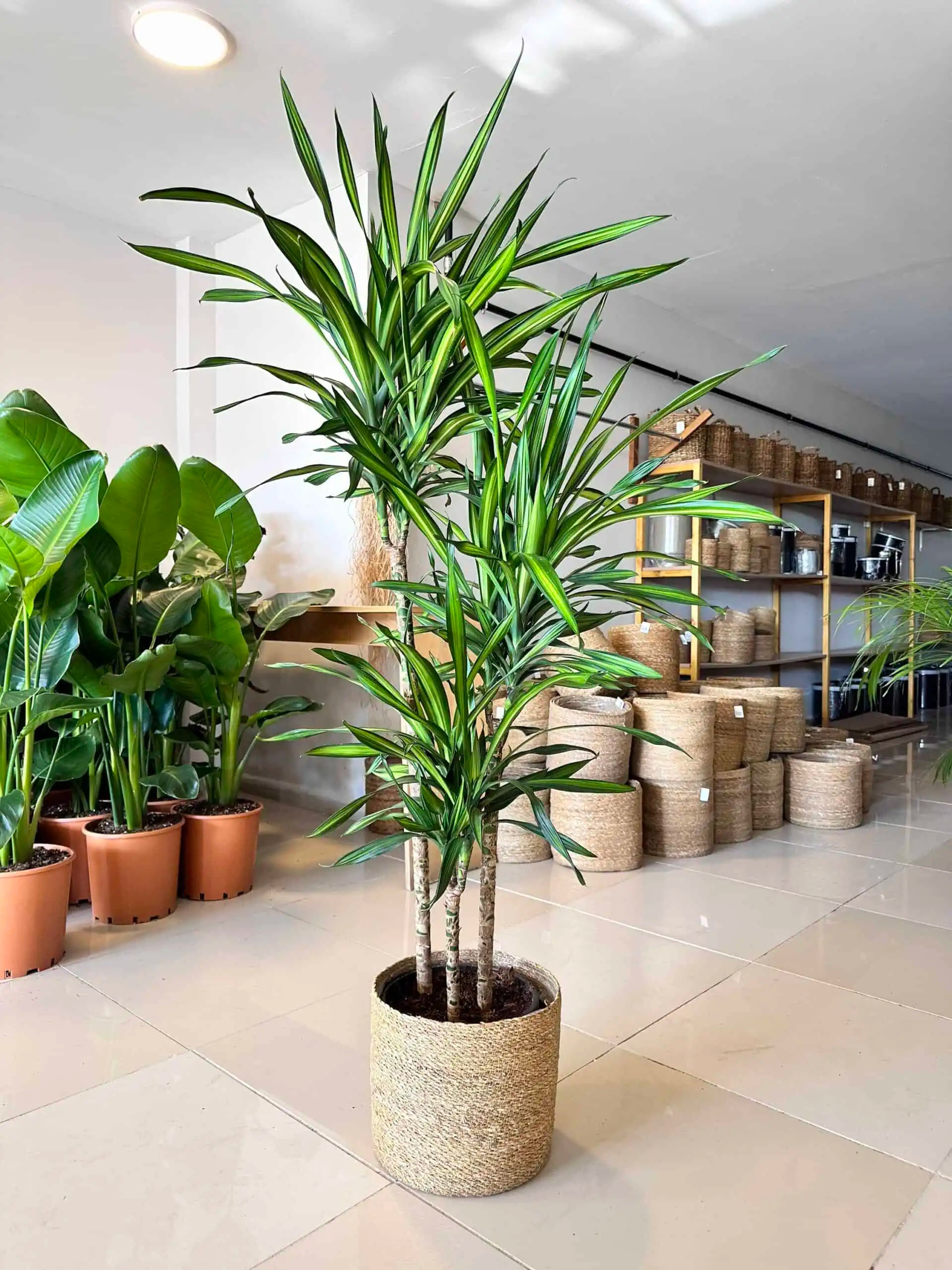170-180 cm dracena rikki