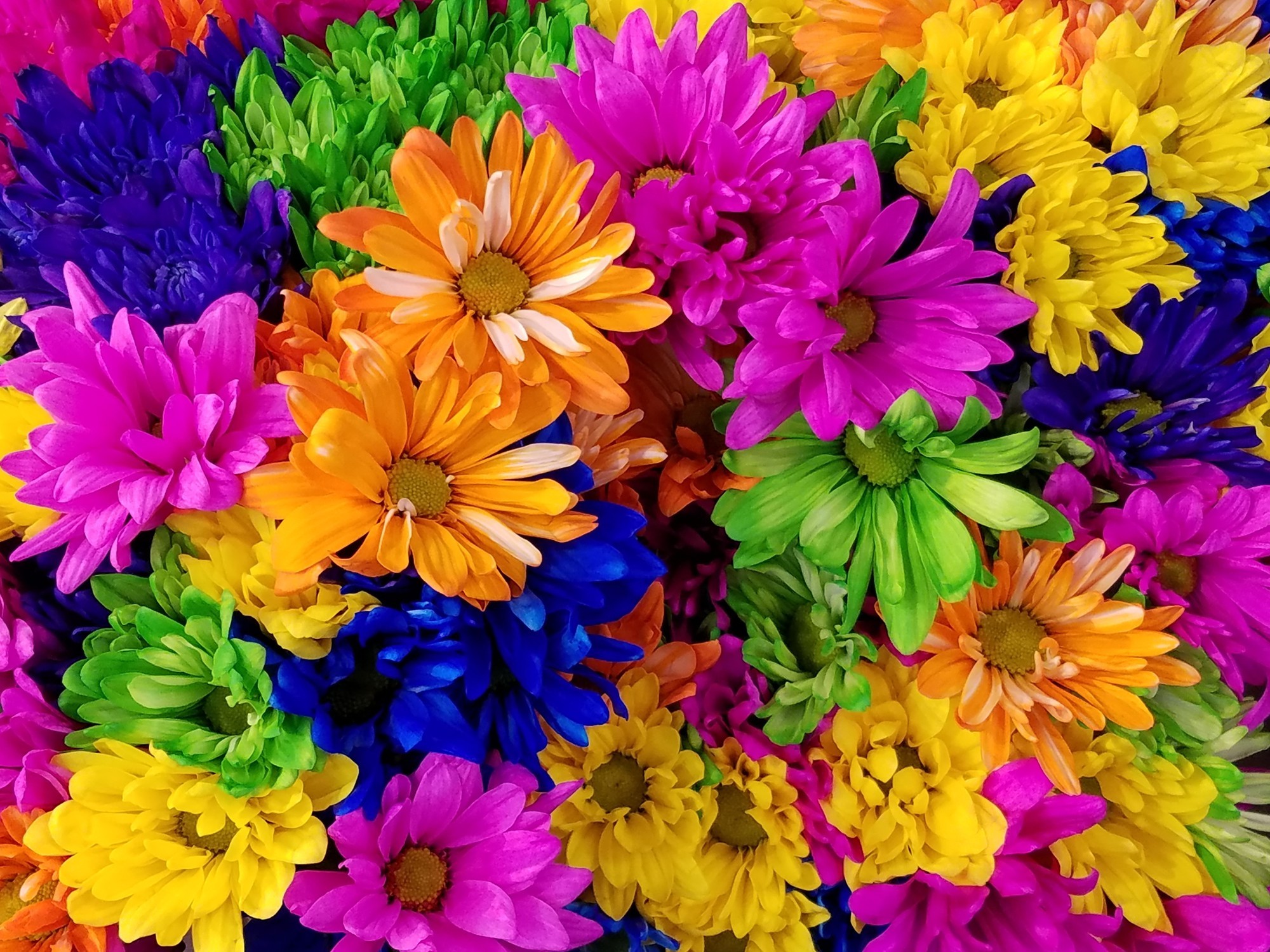 Bitki ve Renk Psikolojisi: Renklerin Enerjisi