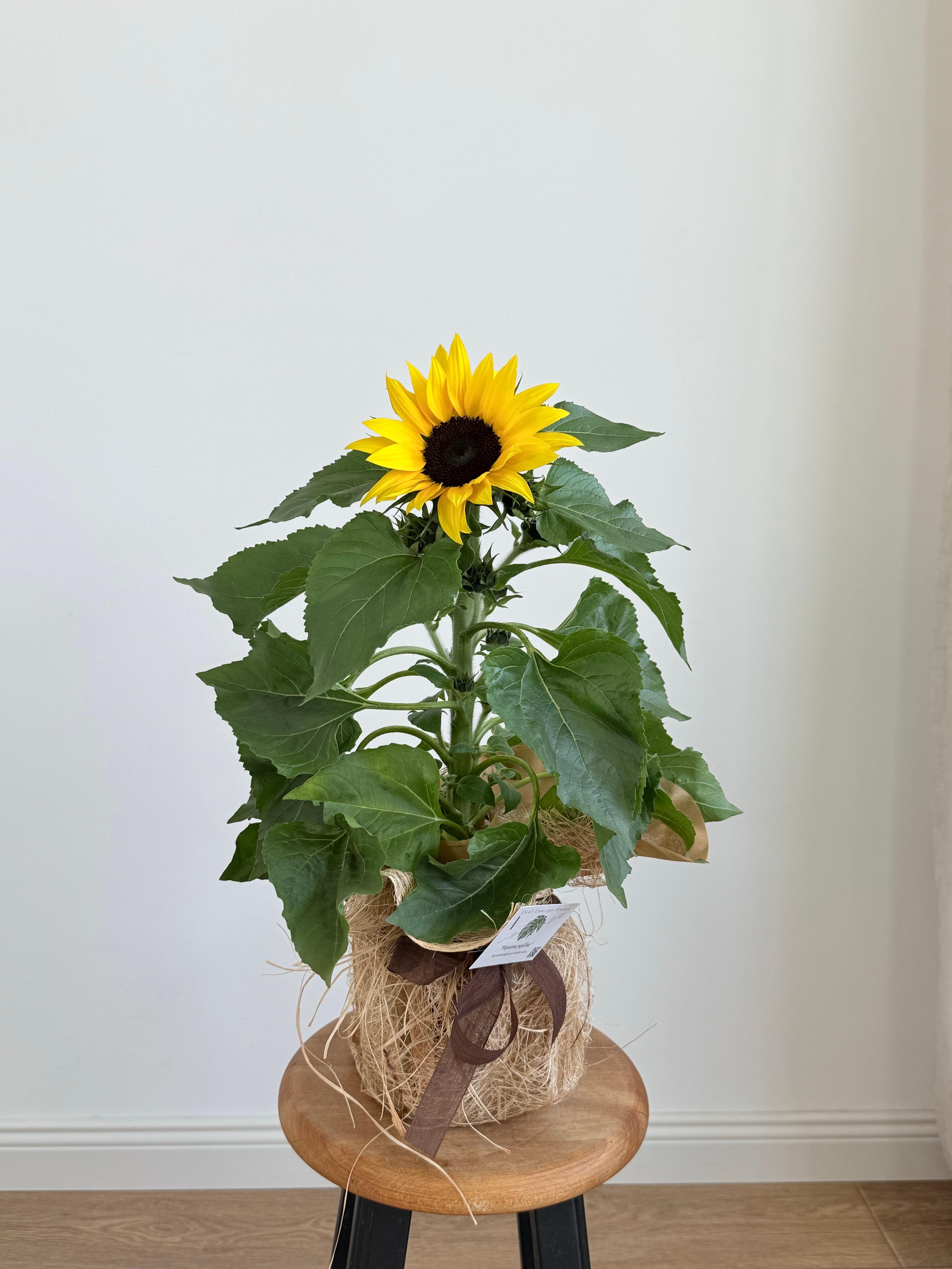 Dekoratif Saksıda Ayçiçeği | 40-50 cm  