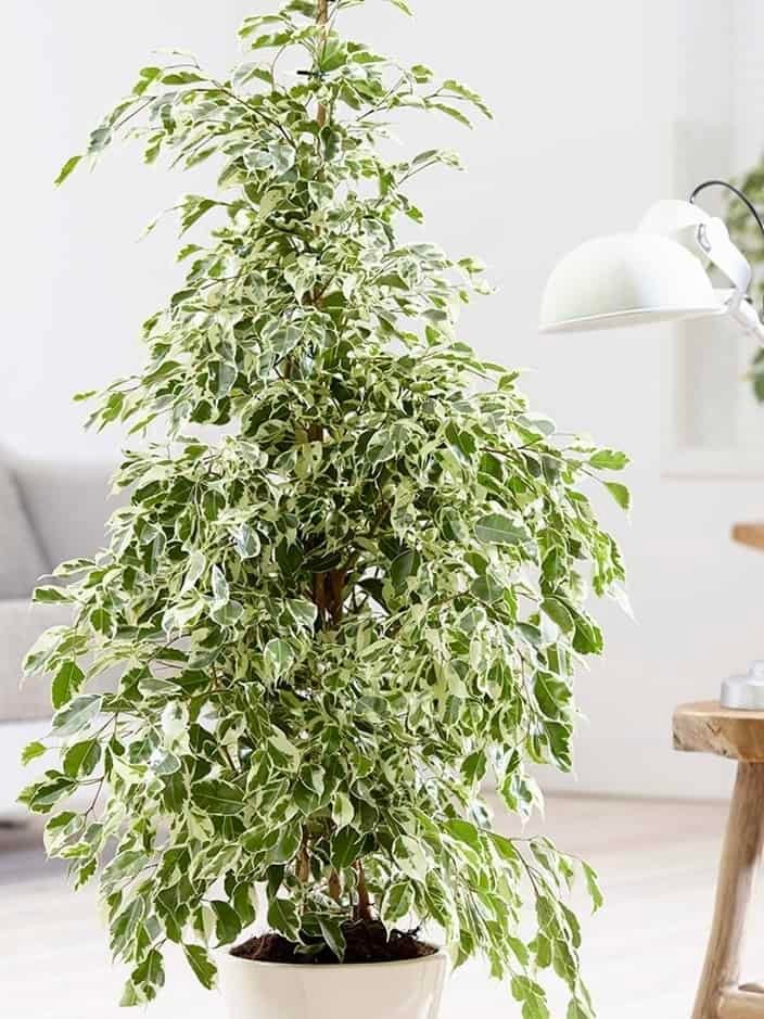 Ficus Benjamin Alacalı Yeşil-Beyaz (Ficus Benjamin Golden King) 150-160 cm