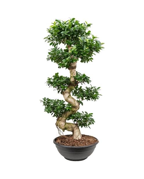 Ficus Bonsai Ginseng S Form 100-110 cm (bonsai)