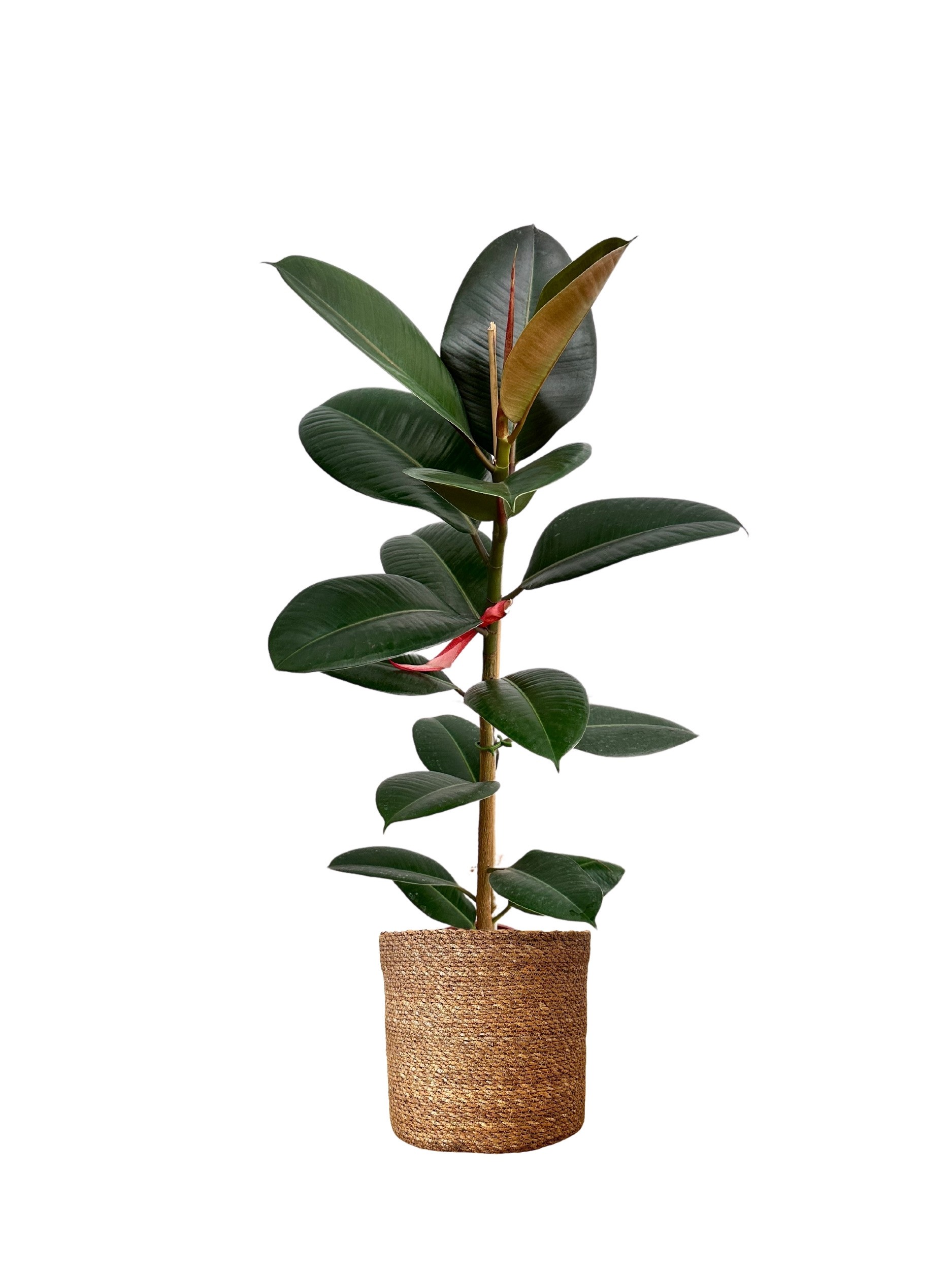 Kauçuk Çiçeği(Ficus Elastica Robusta-Tek Köklü)