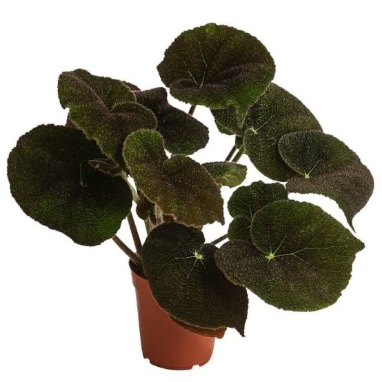 Begonia River – Nadir Kadifemsi Tropikal Bitki 