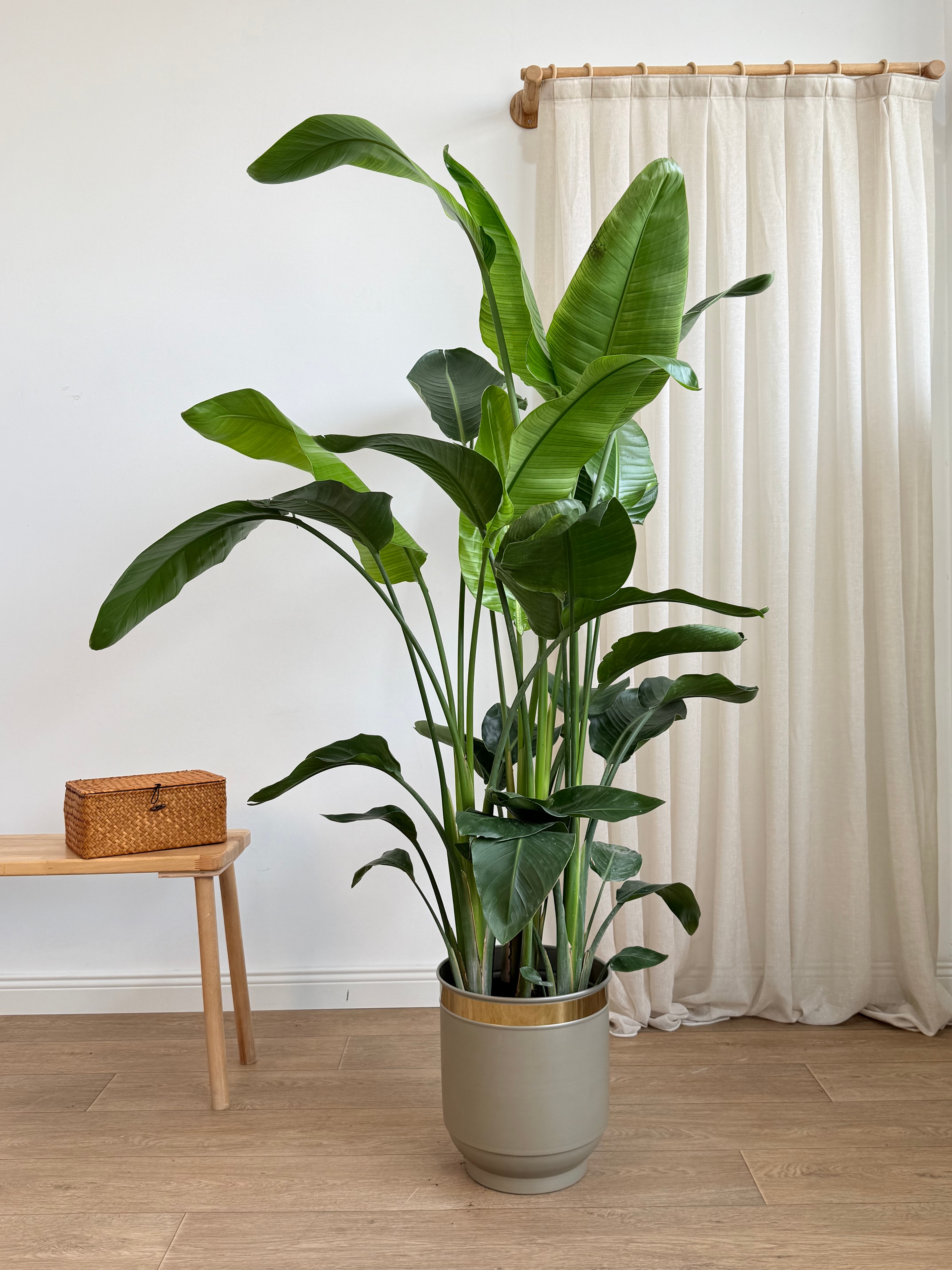 Starliçe- Altı Köklü Dolgun Form (Strelitzia Nicolai 180-200 cm )