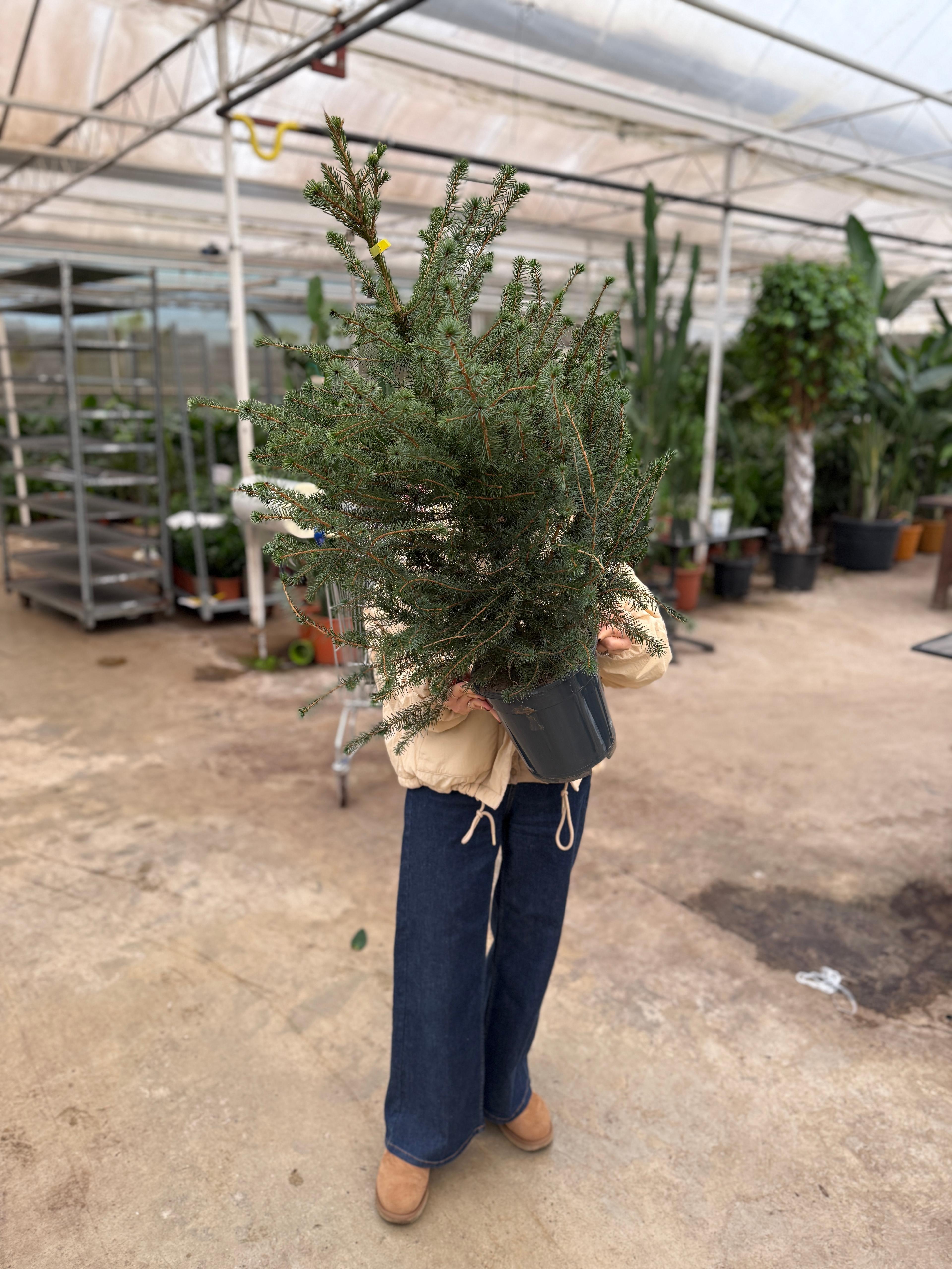 Picea Amorica Çam 90-100 cm (Yılbaşı Koleksiyonu)