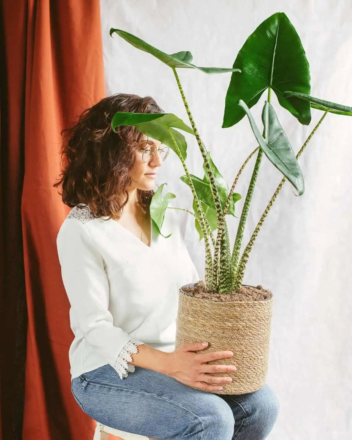 Alocasia Zebrina 90-100 cm Çok Köklü