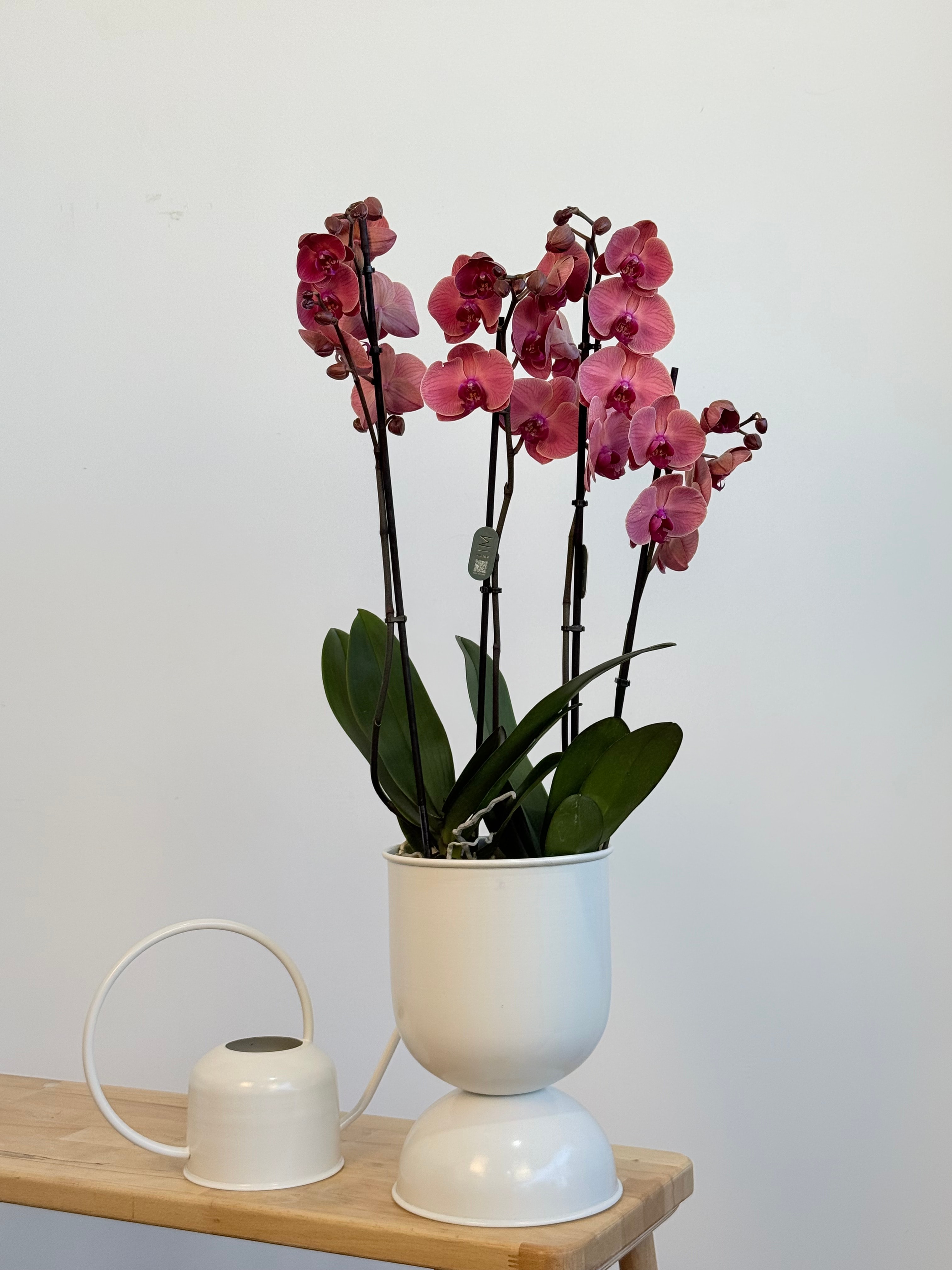 Orkide Somon Dört Dallı (İthal Premium)