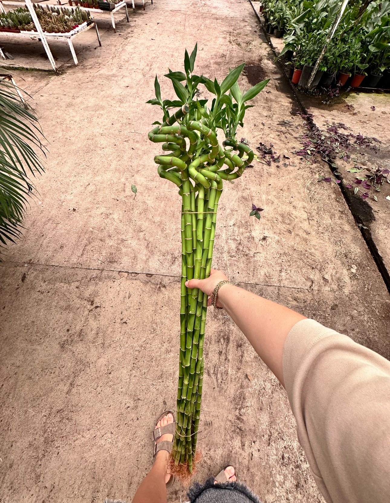 Az Işığa Uyumlu Bitki Seti (70 cm kılıç-50 cm Zamia -üçlü bambu 90-100 cm )