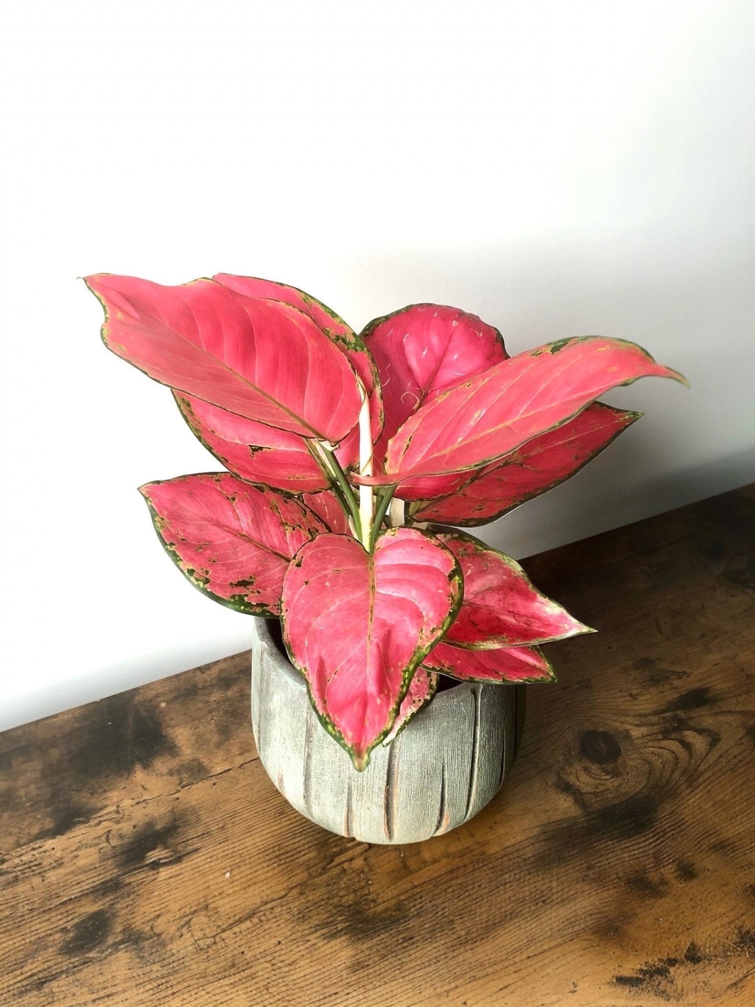 Aglaonema Pink Star –Pembe Yapraklı Aglaonema 