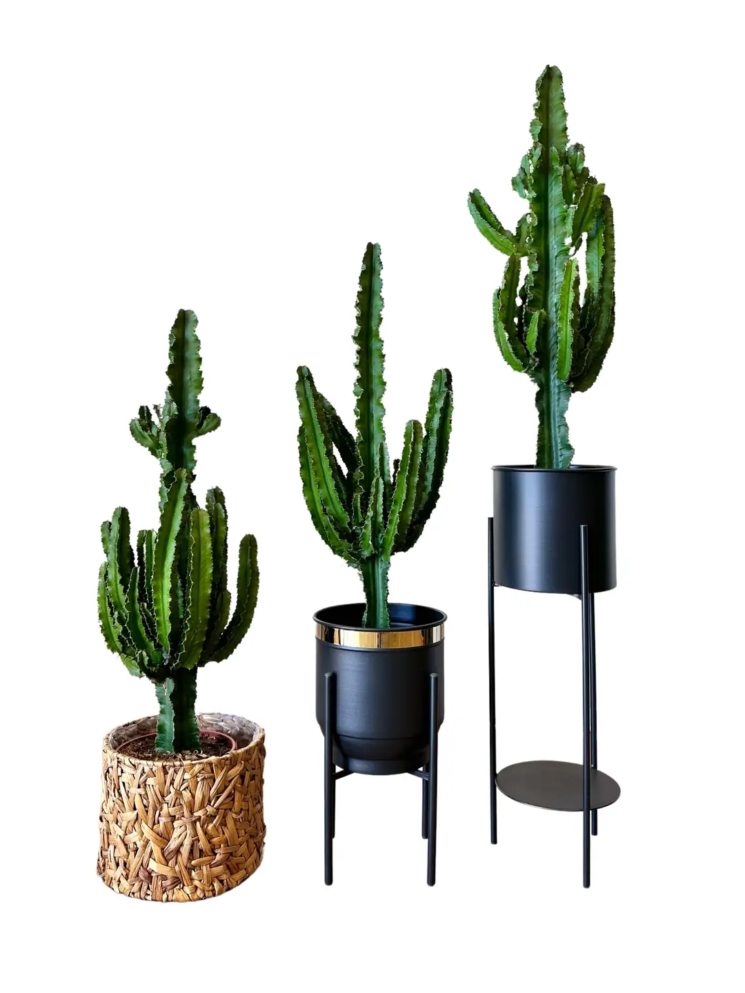 100-110 cm euphorbia ingens anaç çatallı kaktüs
