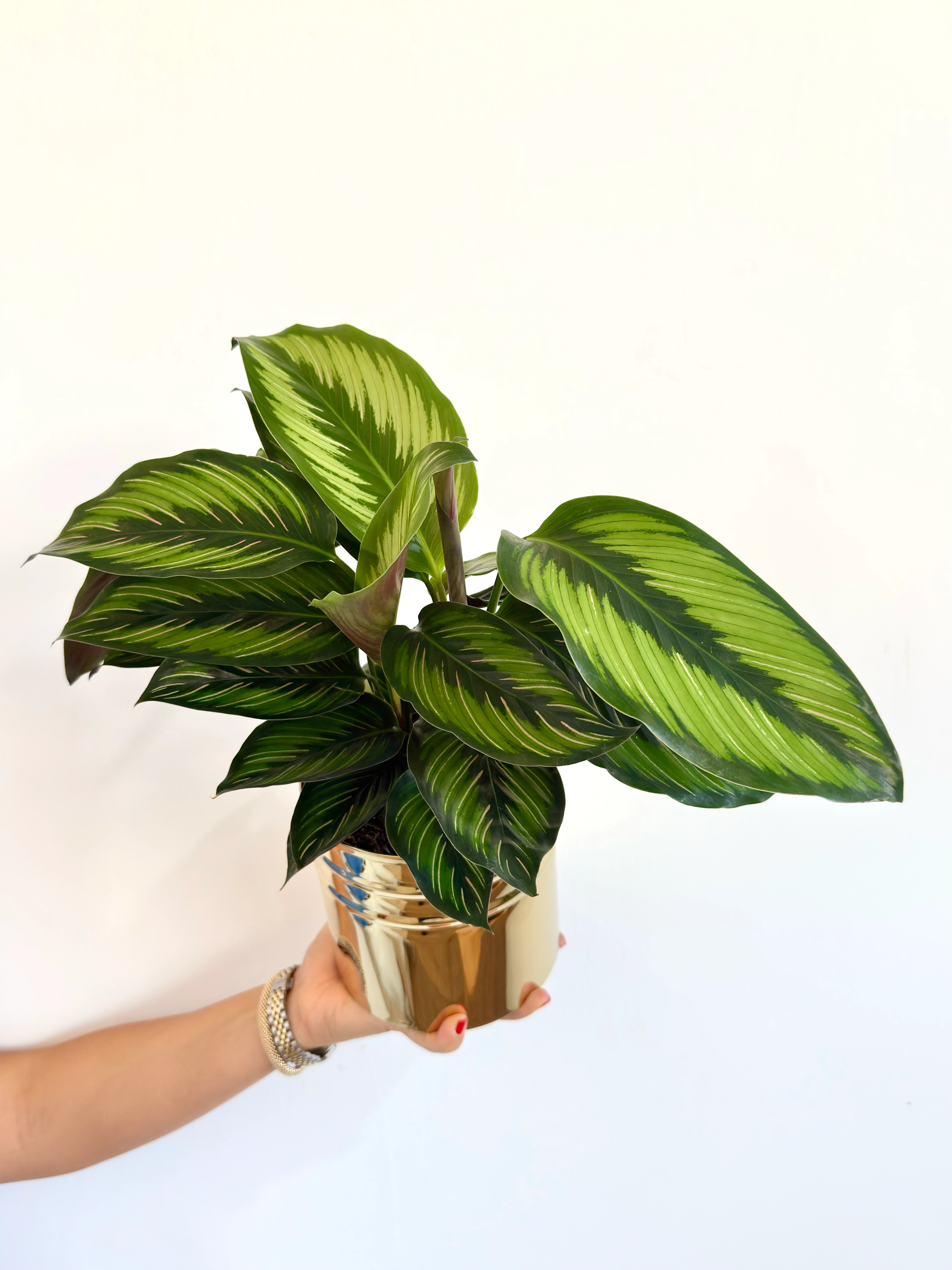 Calathea Beauty Star - (Kalatya Dua Çiçeği)