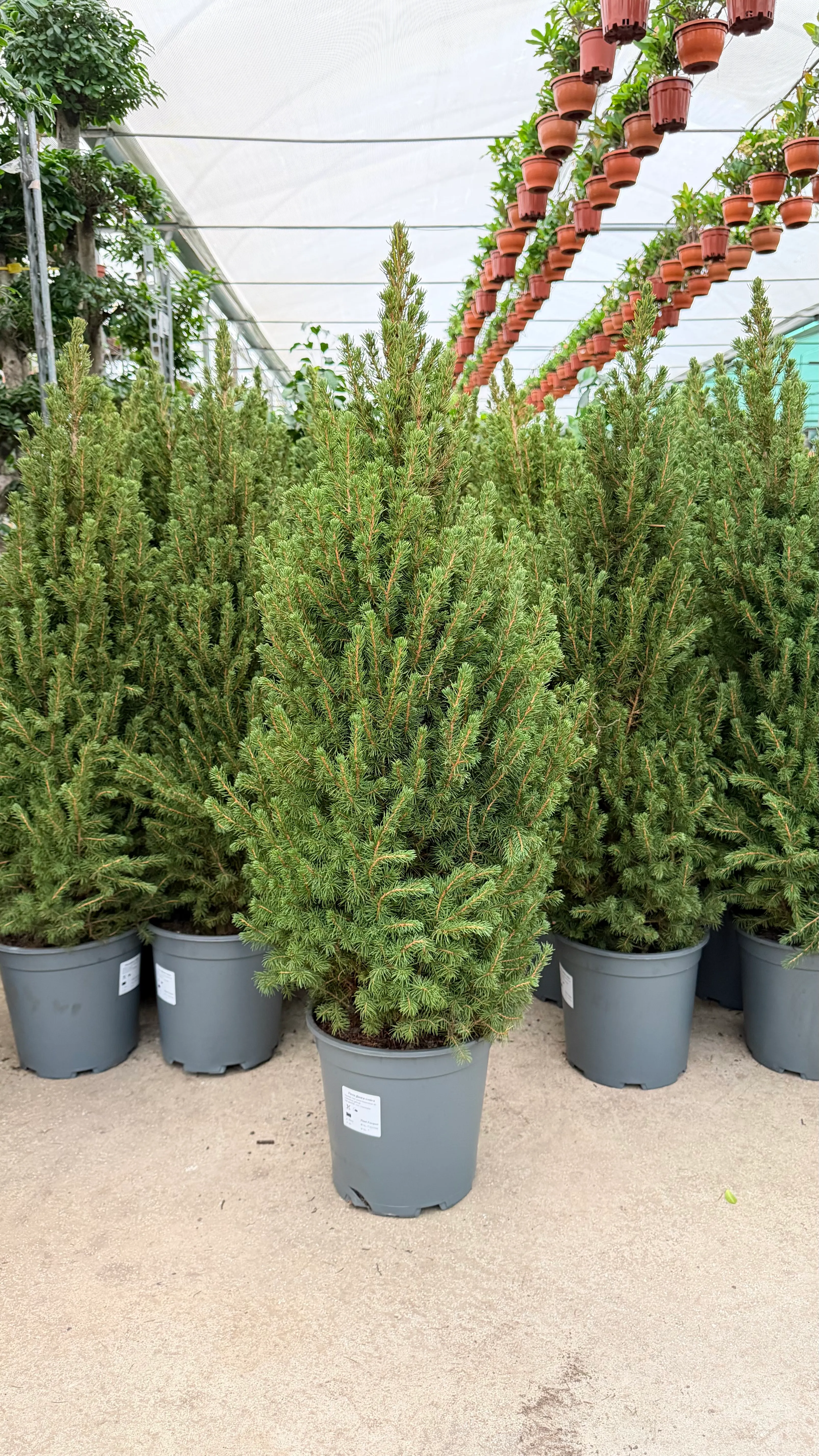 Yeni Yıl Çamı (picea glauca) 100-110 cm