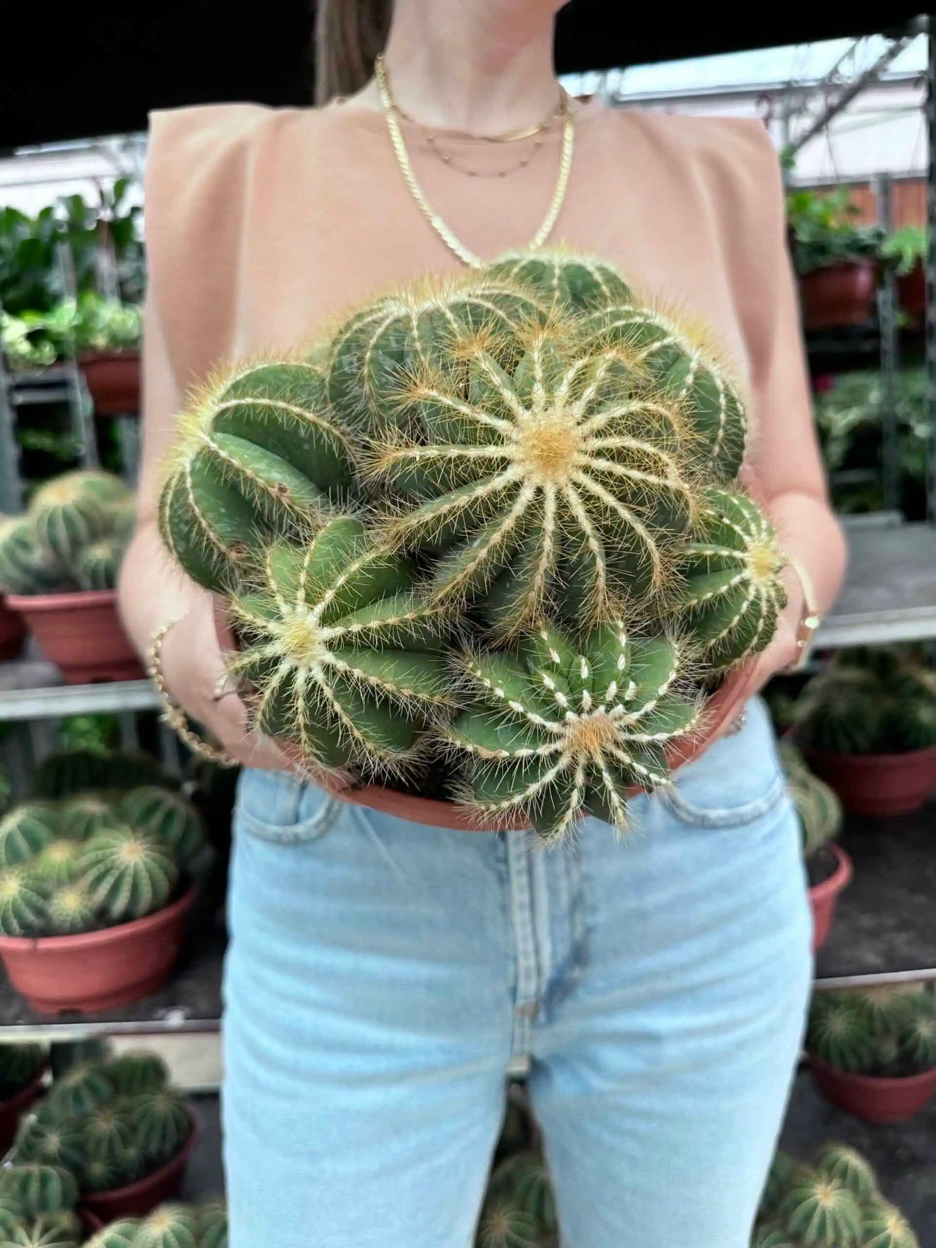 Parodia magnifica
