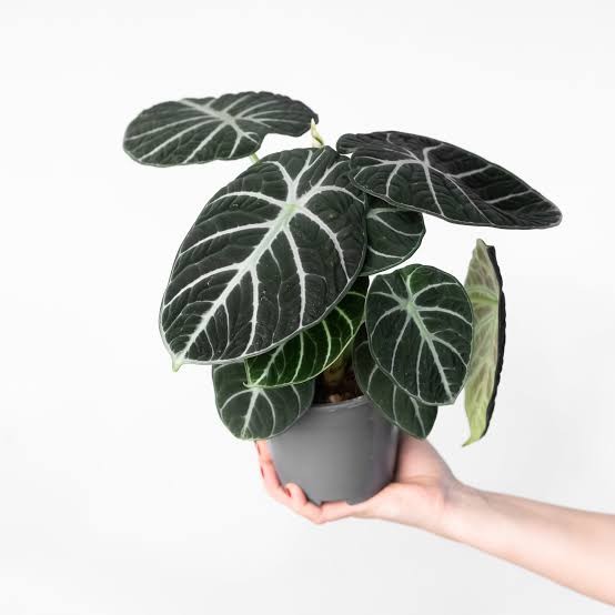 Alocasia Black Velvet (Özel Tür)