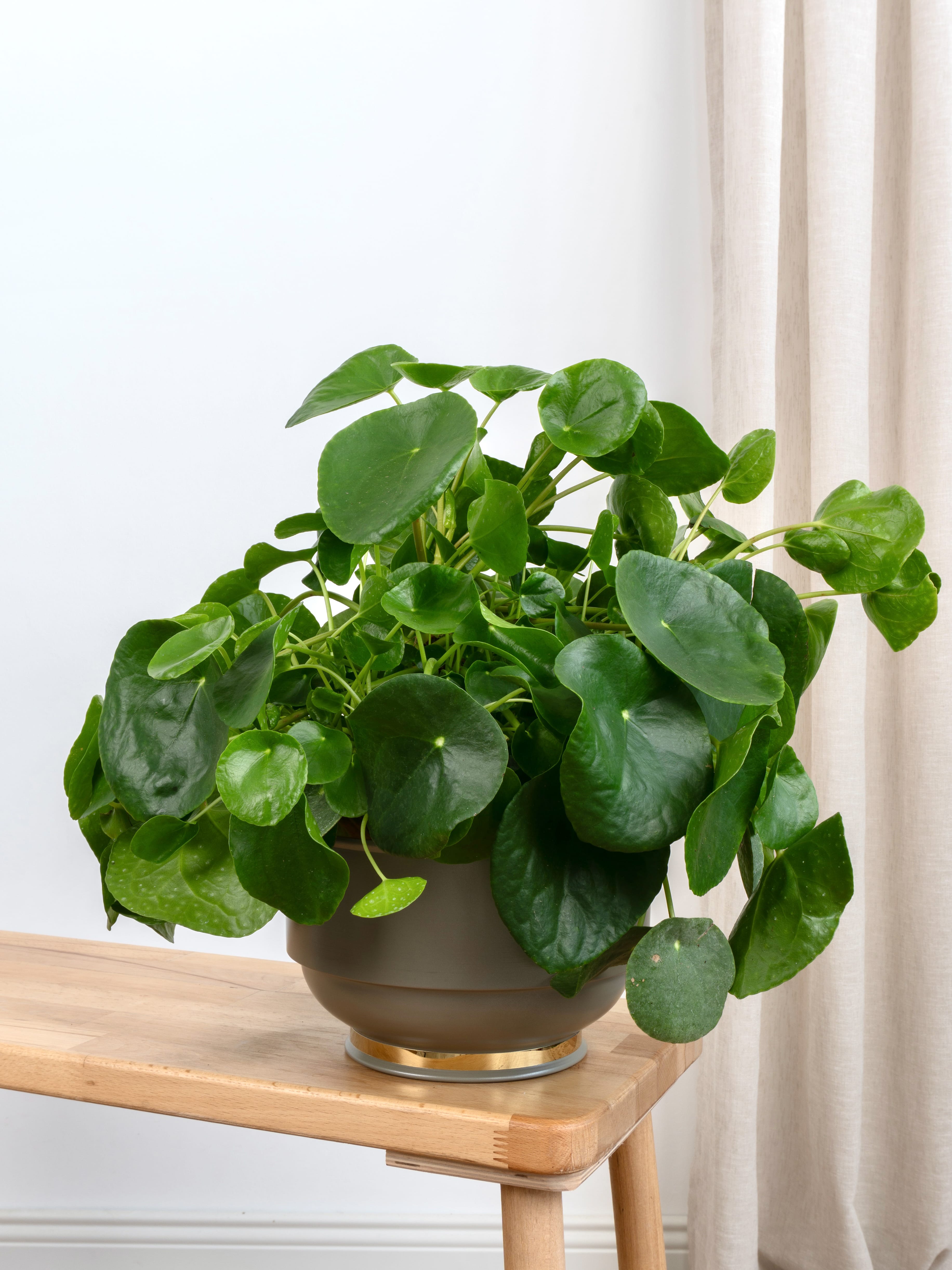 Pilea Büyük Boy