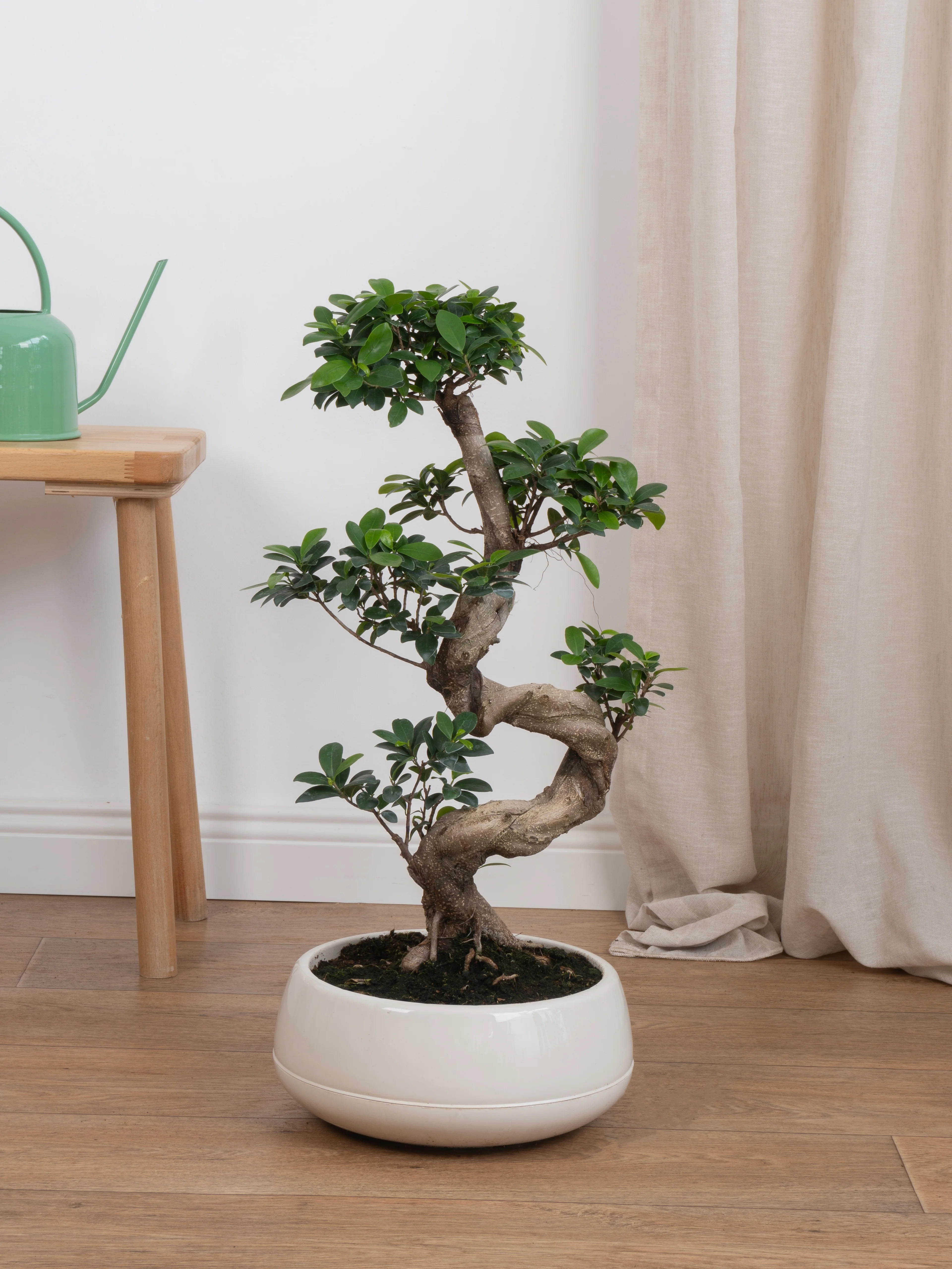 Ficus Bonsai Ginseng S Form 70 cm