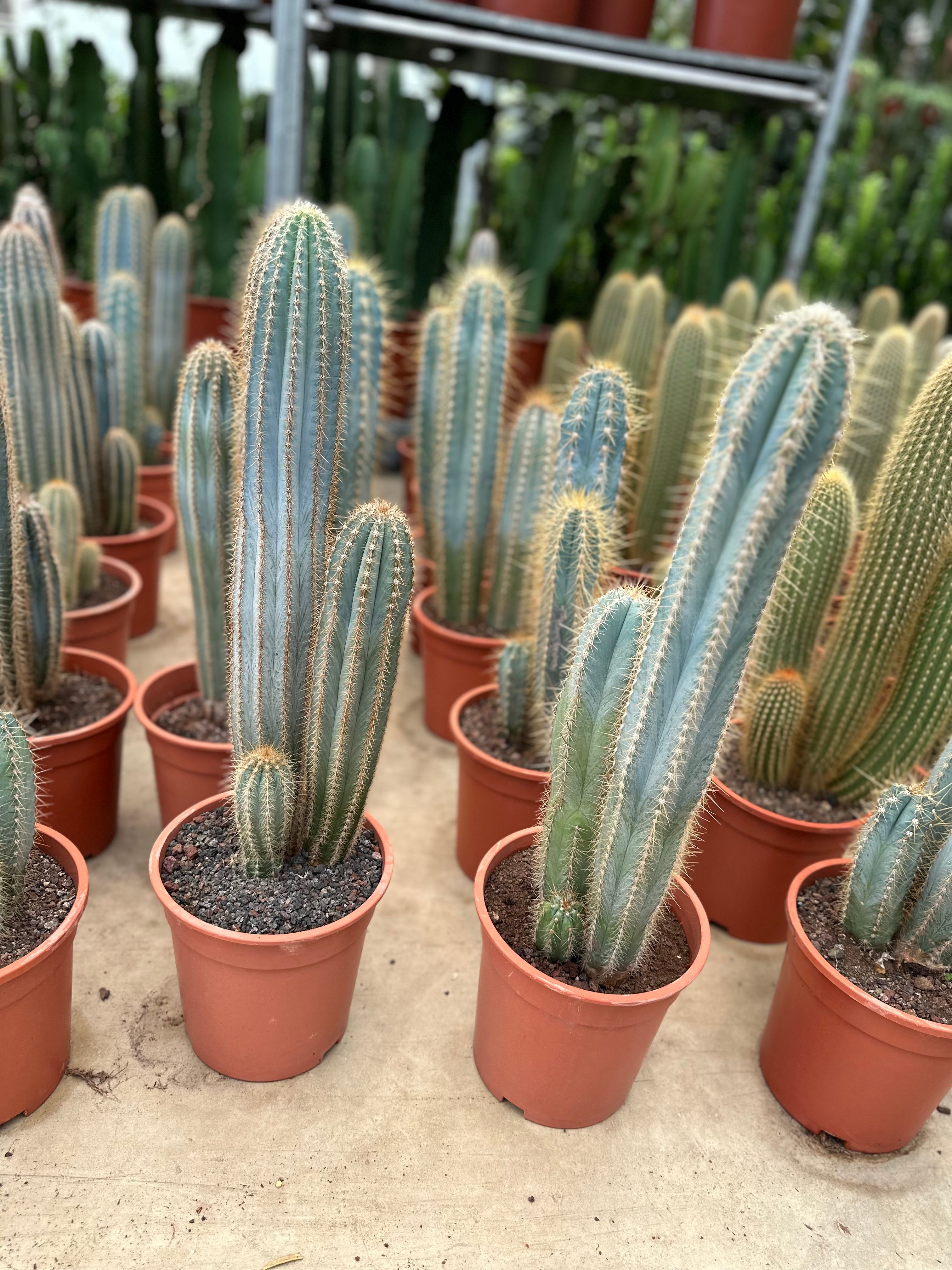 Büyük Pilosecereus Azureus (Mavi meşale Kaktüs)