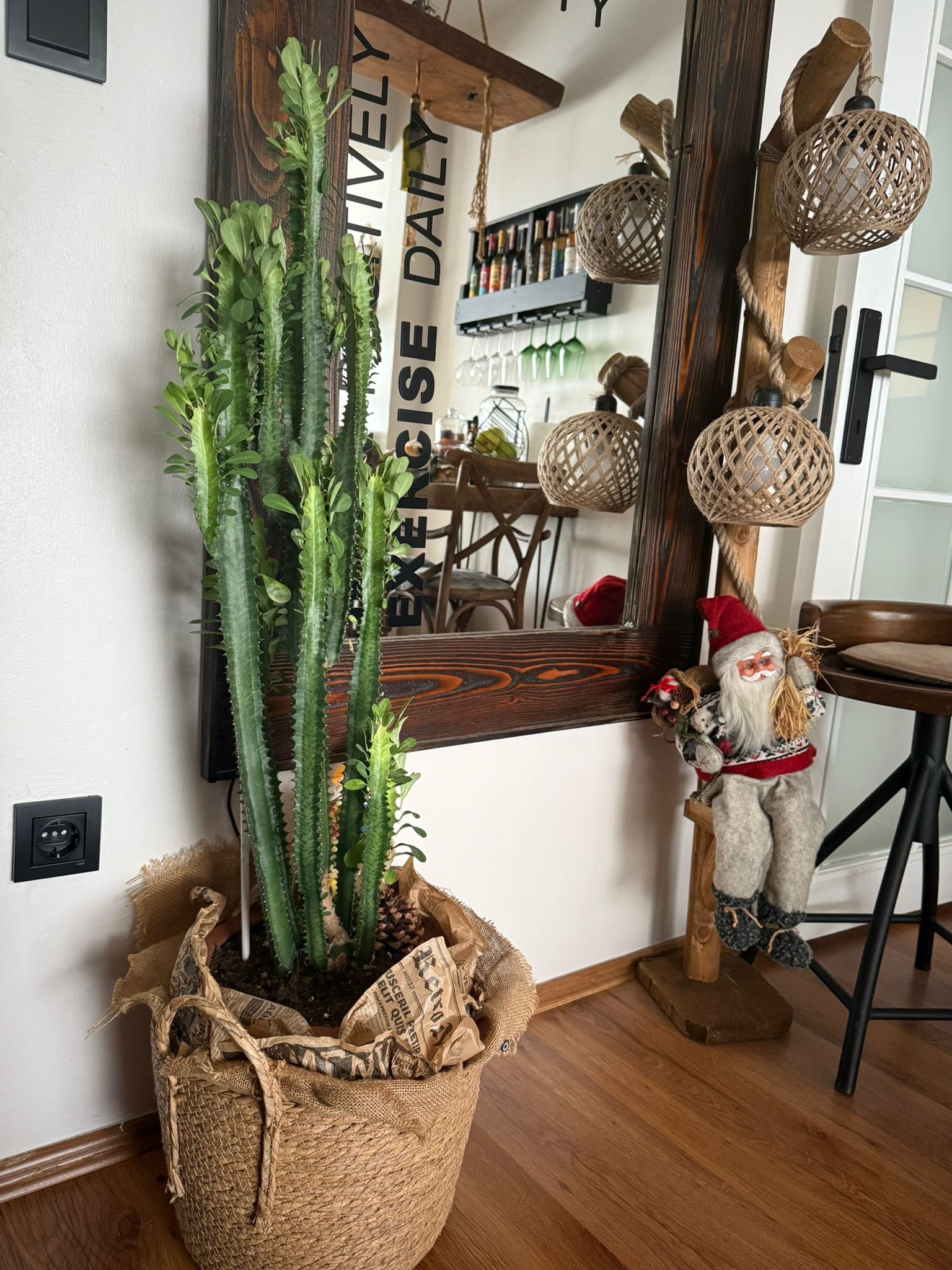 XL Euphorbia Trigona 80-90 cm| Kaktüs