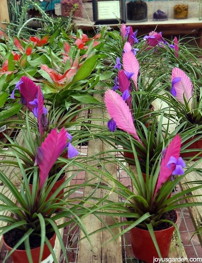 Tillandsia Cyanea (Vincent-Hava Bitkisi)