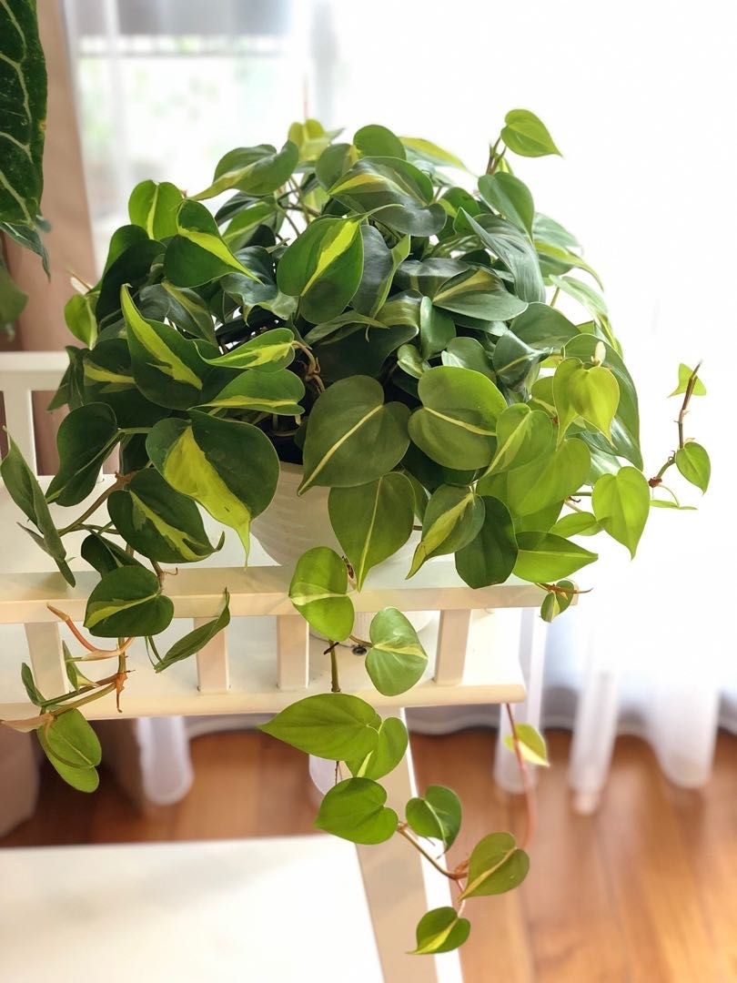 Philodendron Barasil (Alacalı Patos)