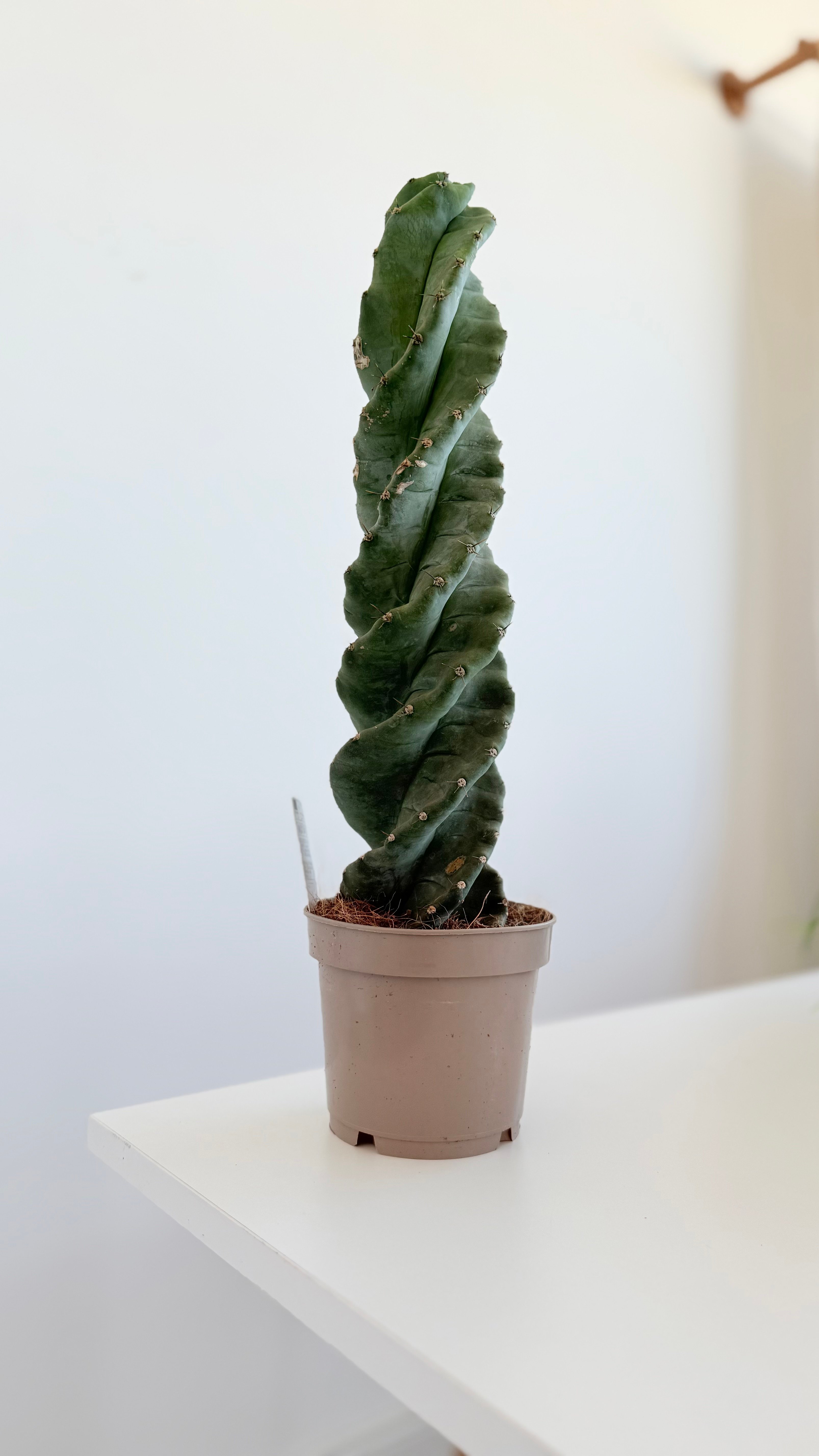 Spiral Kaktüs (Cereus Spiralis) 30-40 cm