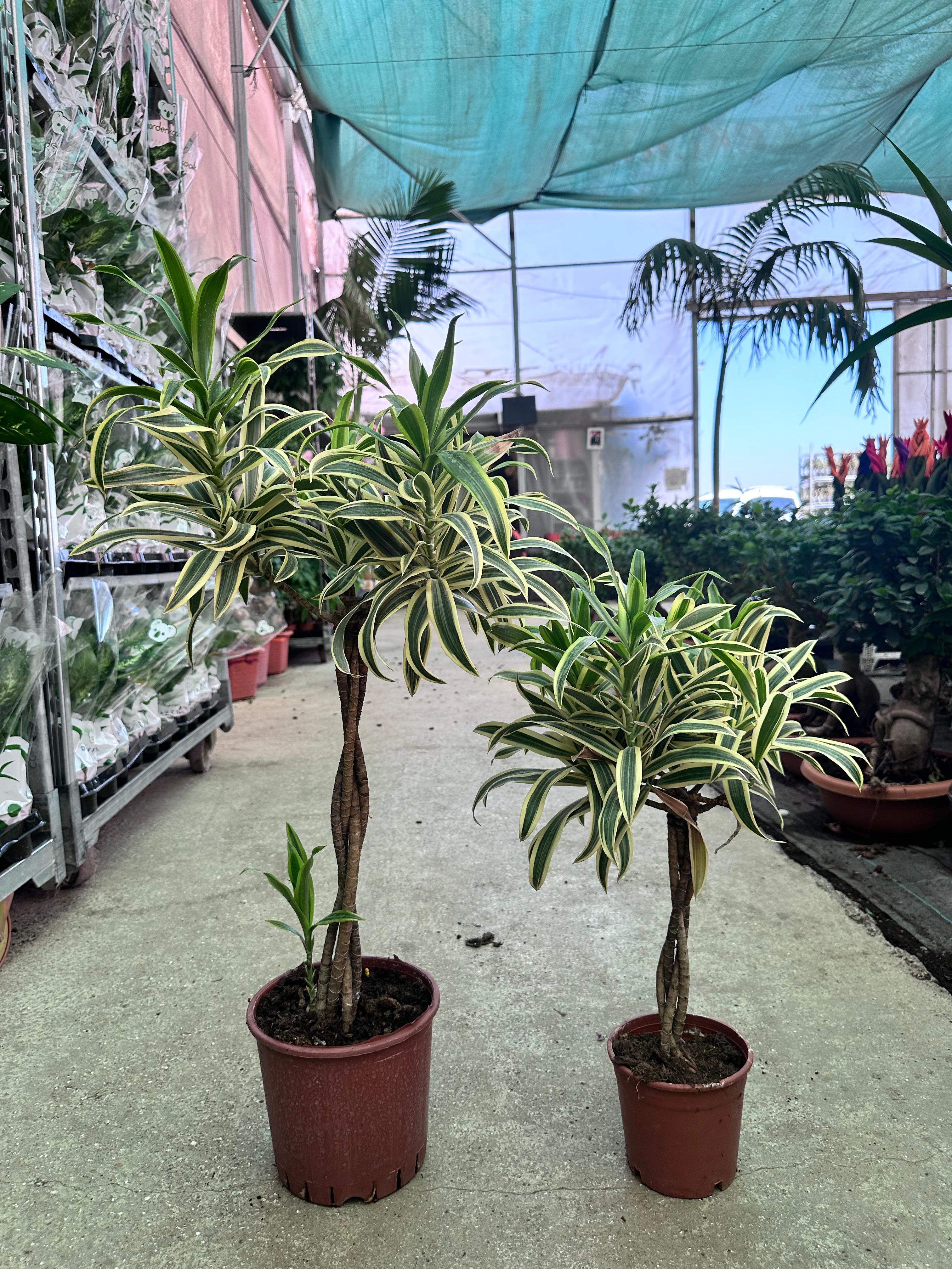 Dracena Reflexa 