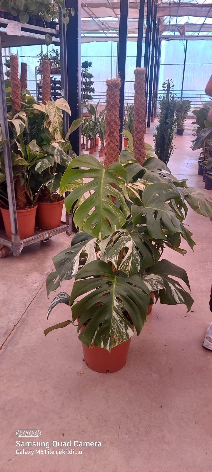 Monstera Deliciosa Variegata   (Nadir Tür)