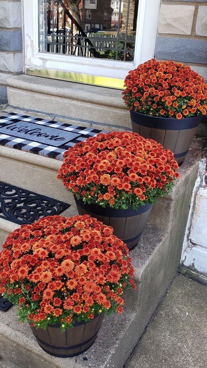XXL Kasımpatı (Chrysanthemum morifolium)