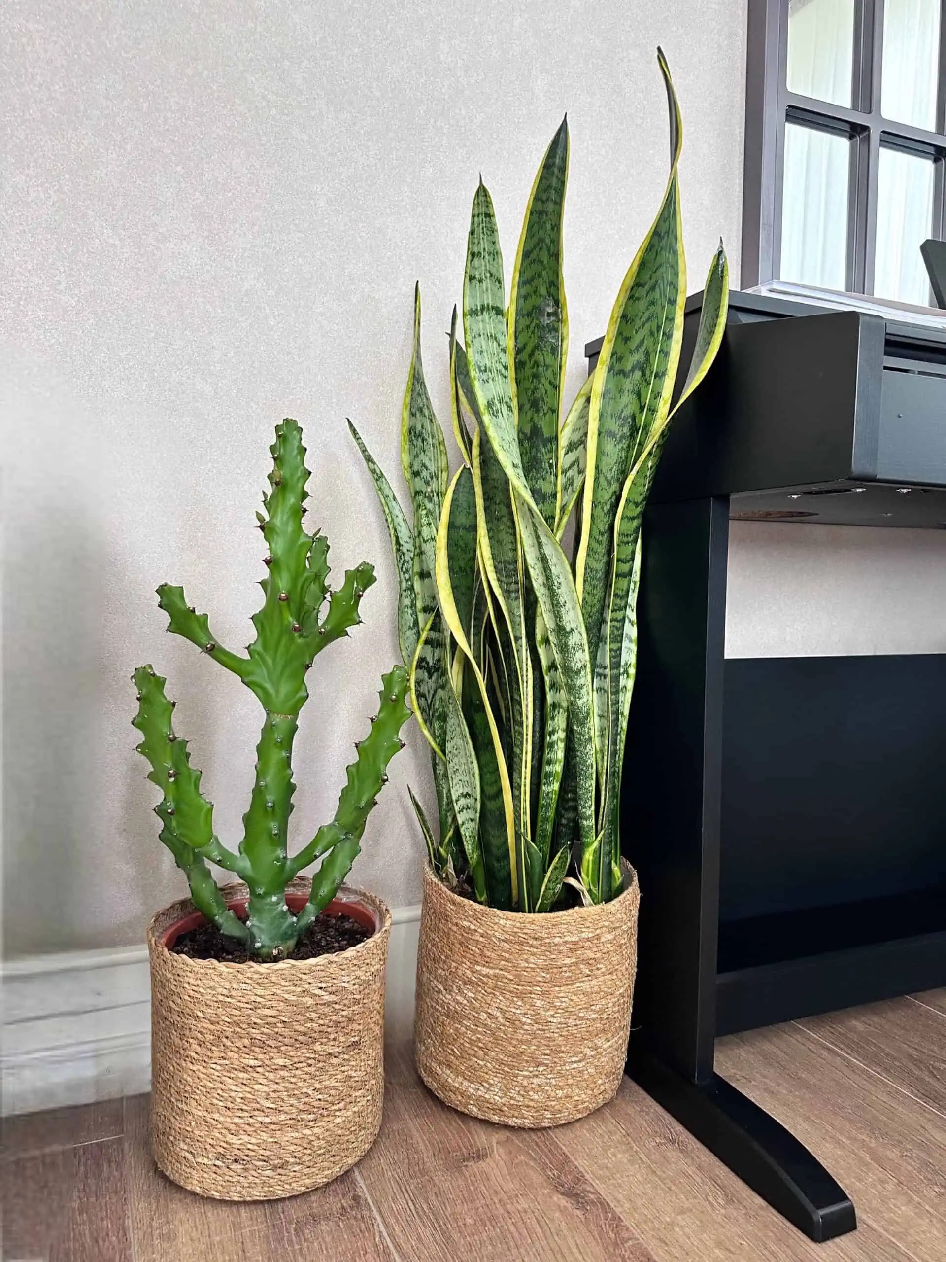 Özel tür euphorbia kaktüs 70 cm