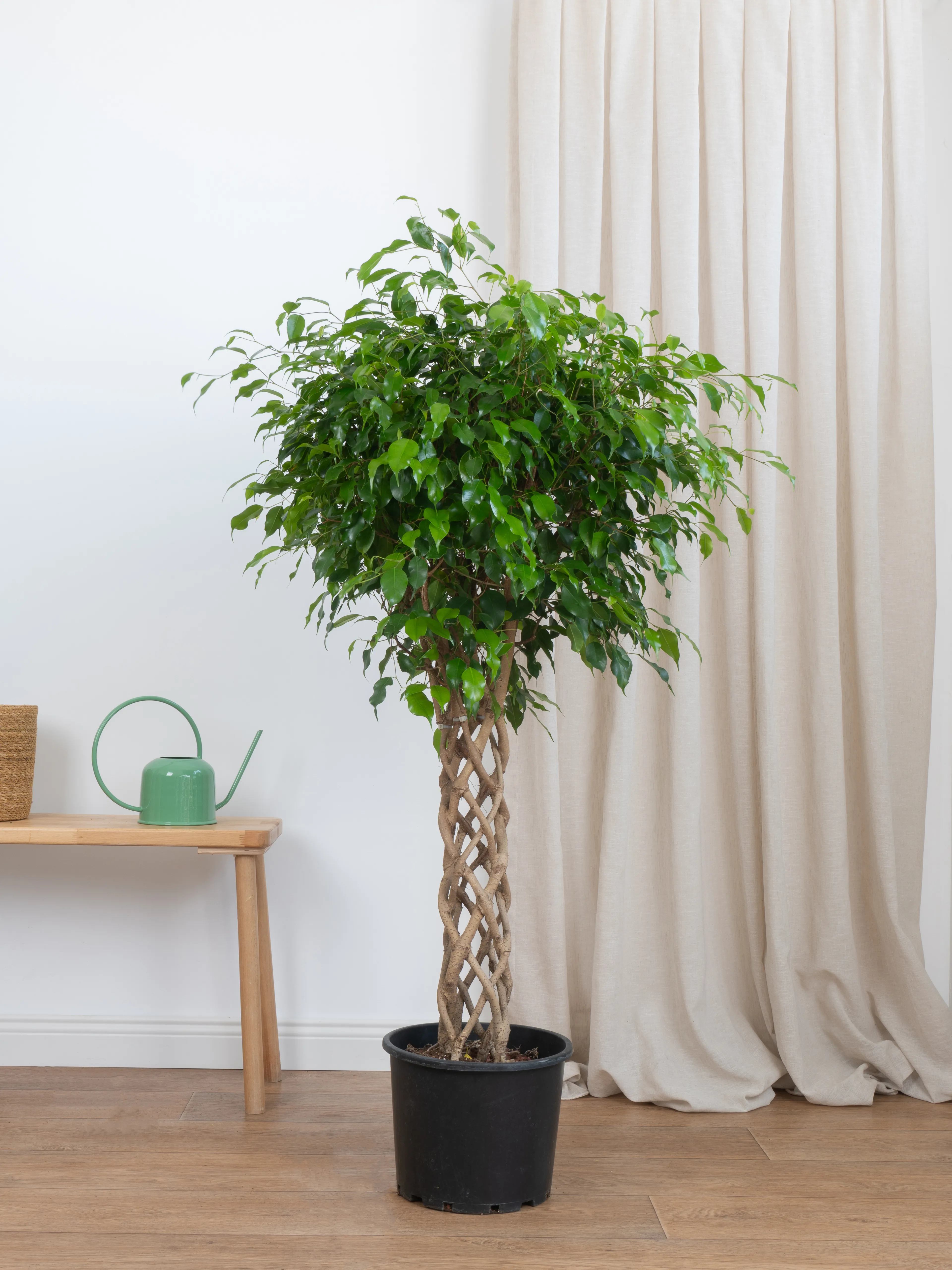 Benjamin Örgülü Kafes Ağlayan İncir Ağacı (Ficus Benjamin Danielle)