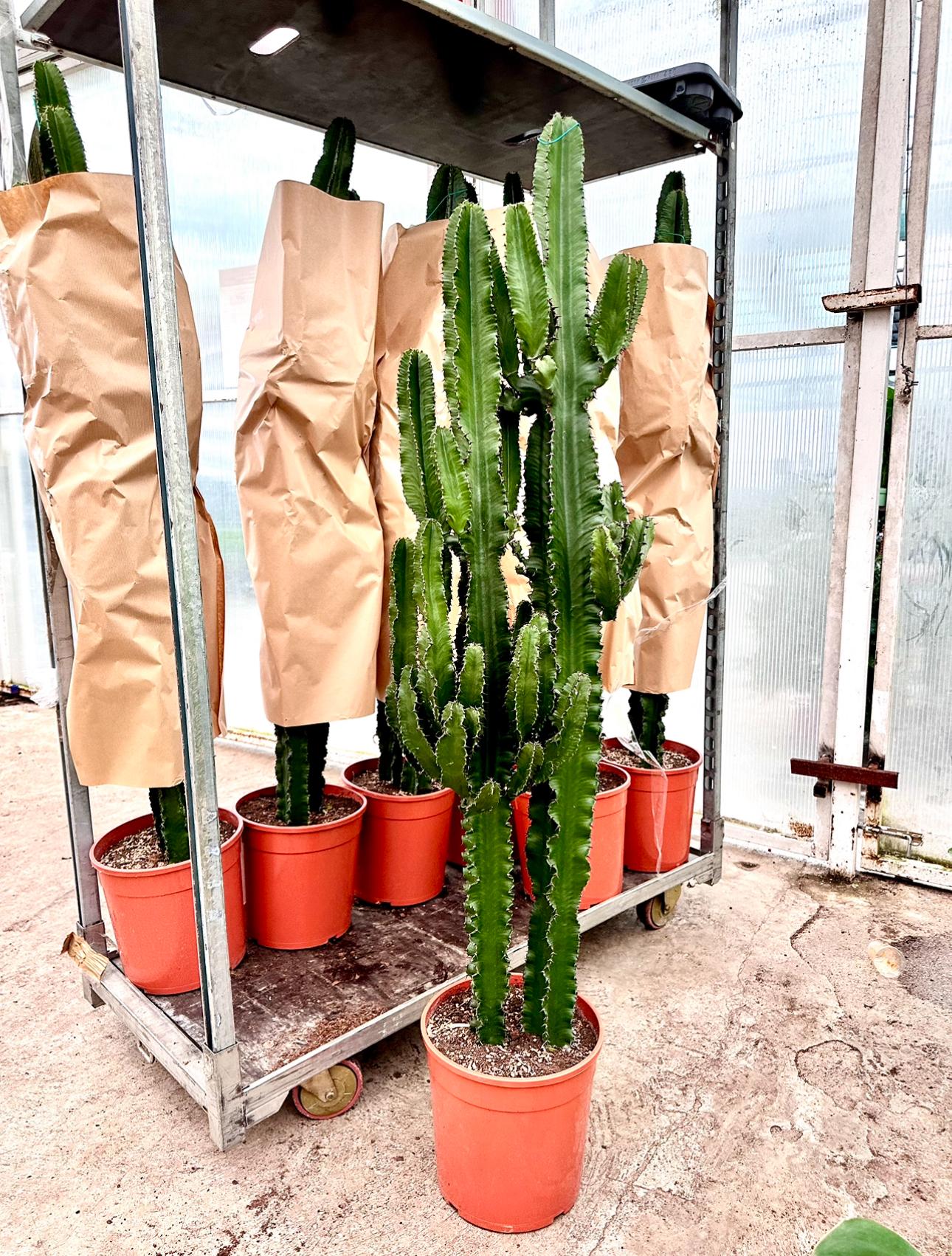 Euphorbia İngens 150-160 cm Çift Köklü Dev Kaktüs
