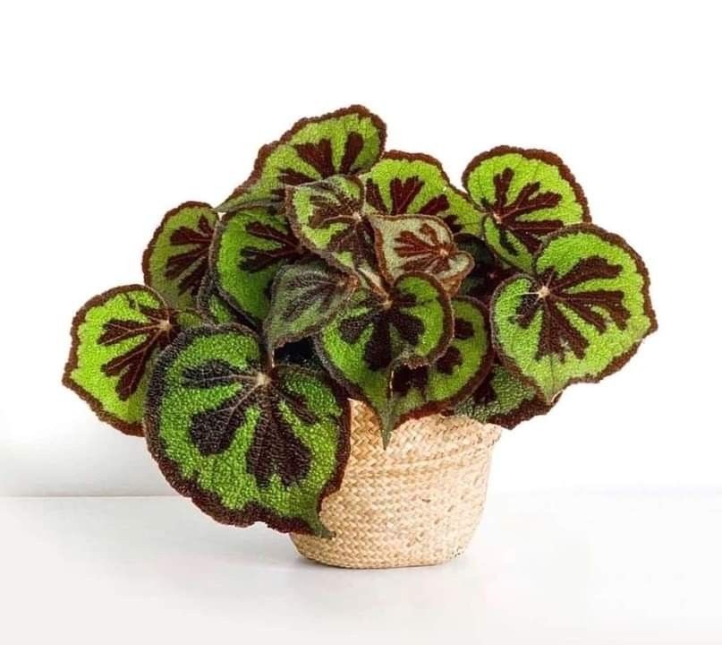 Begonia Massoniana