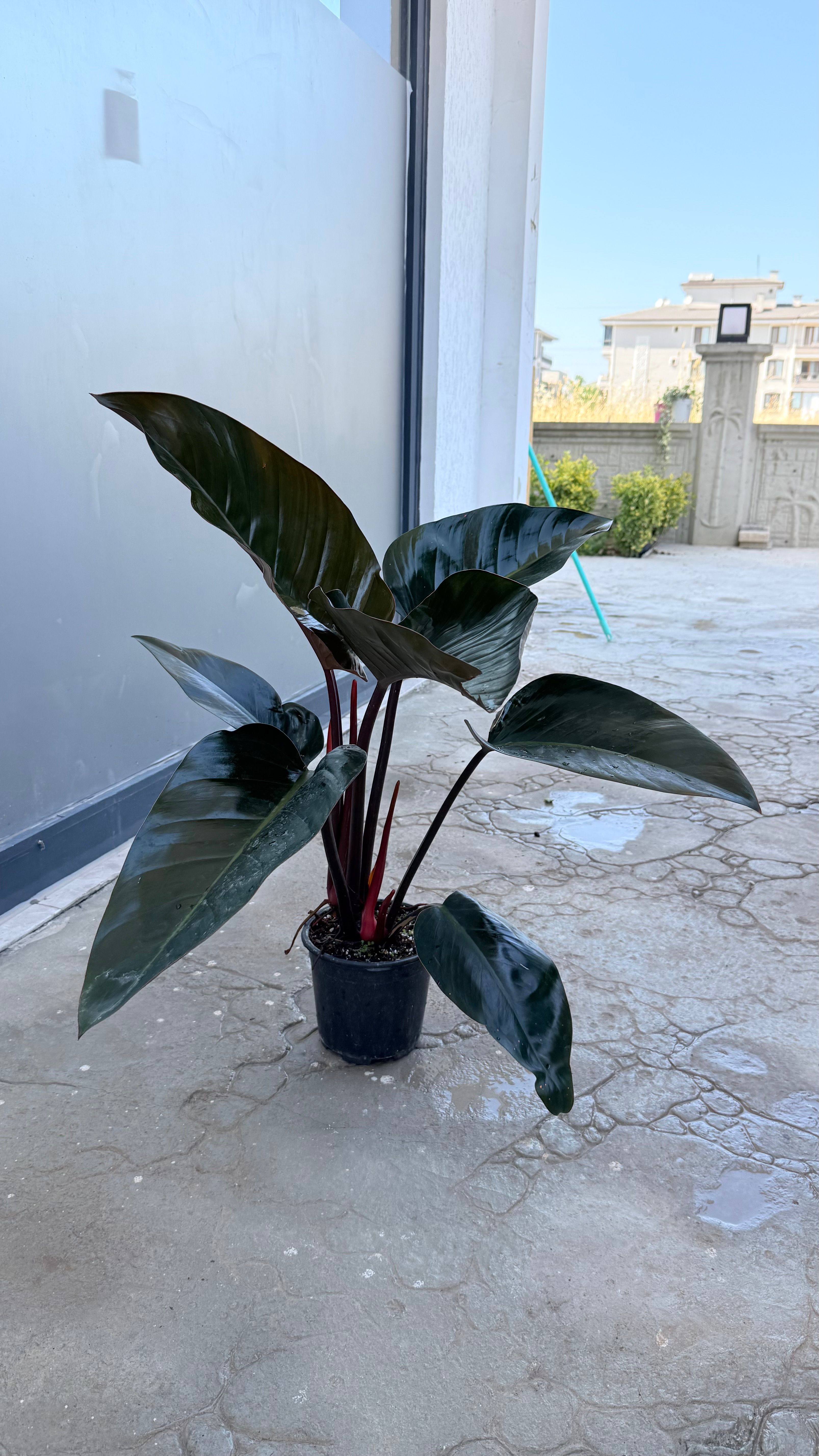 80-90 cm Philodendron Black Cardinal 