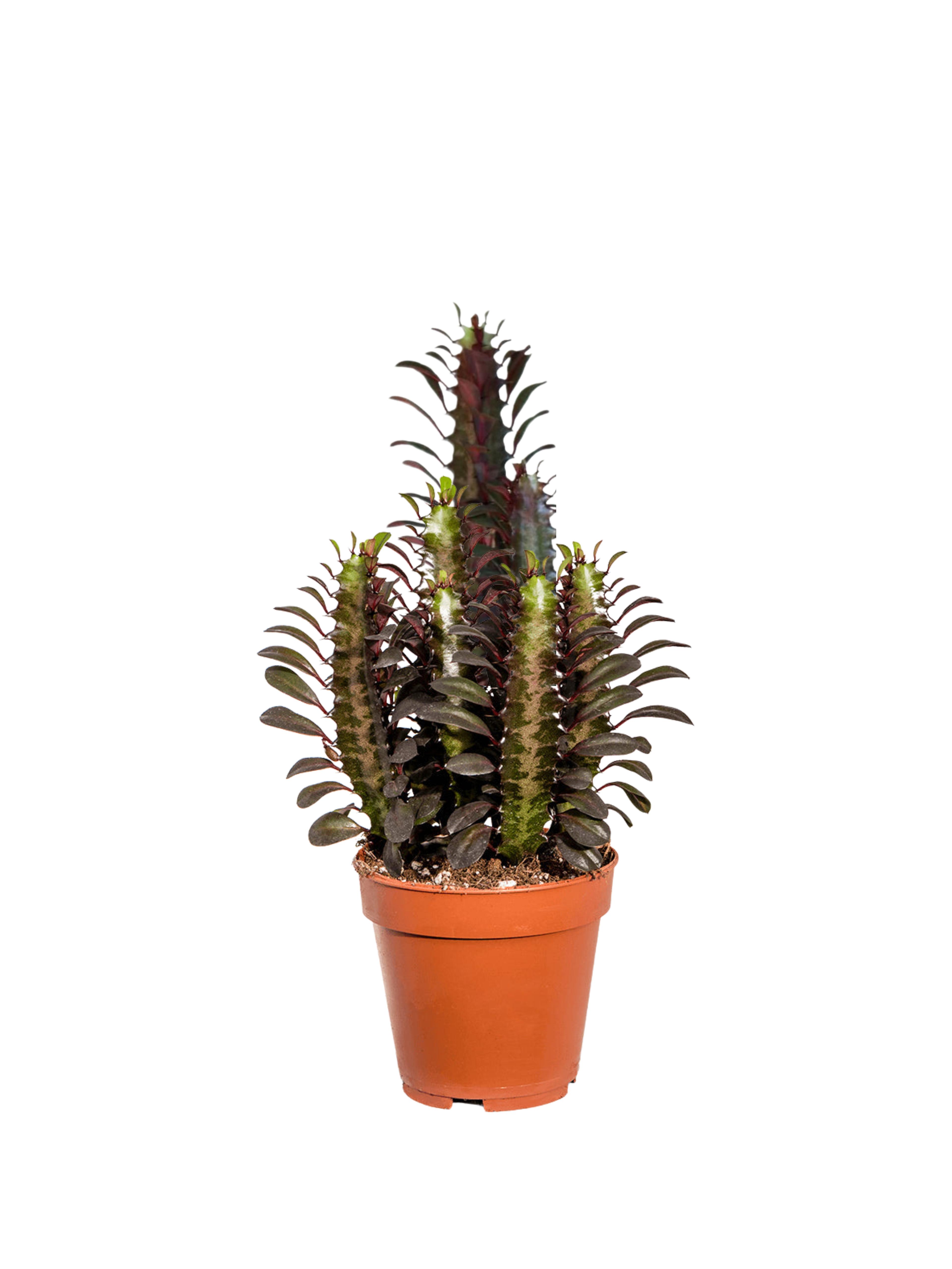 Euphorbia Trigona Rubra (Afrika Süt Ağacı 30-40 cm)