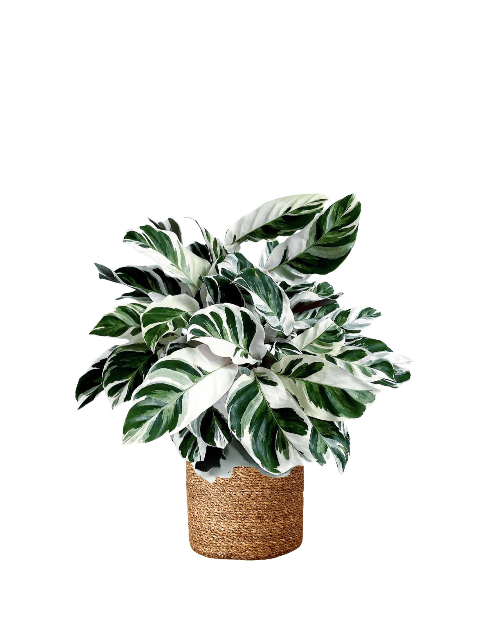 Calathea White Fusion (Nadir Tür)