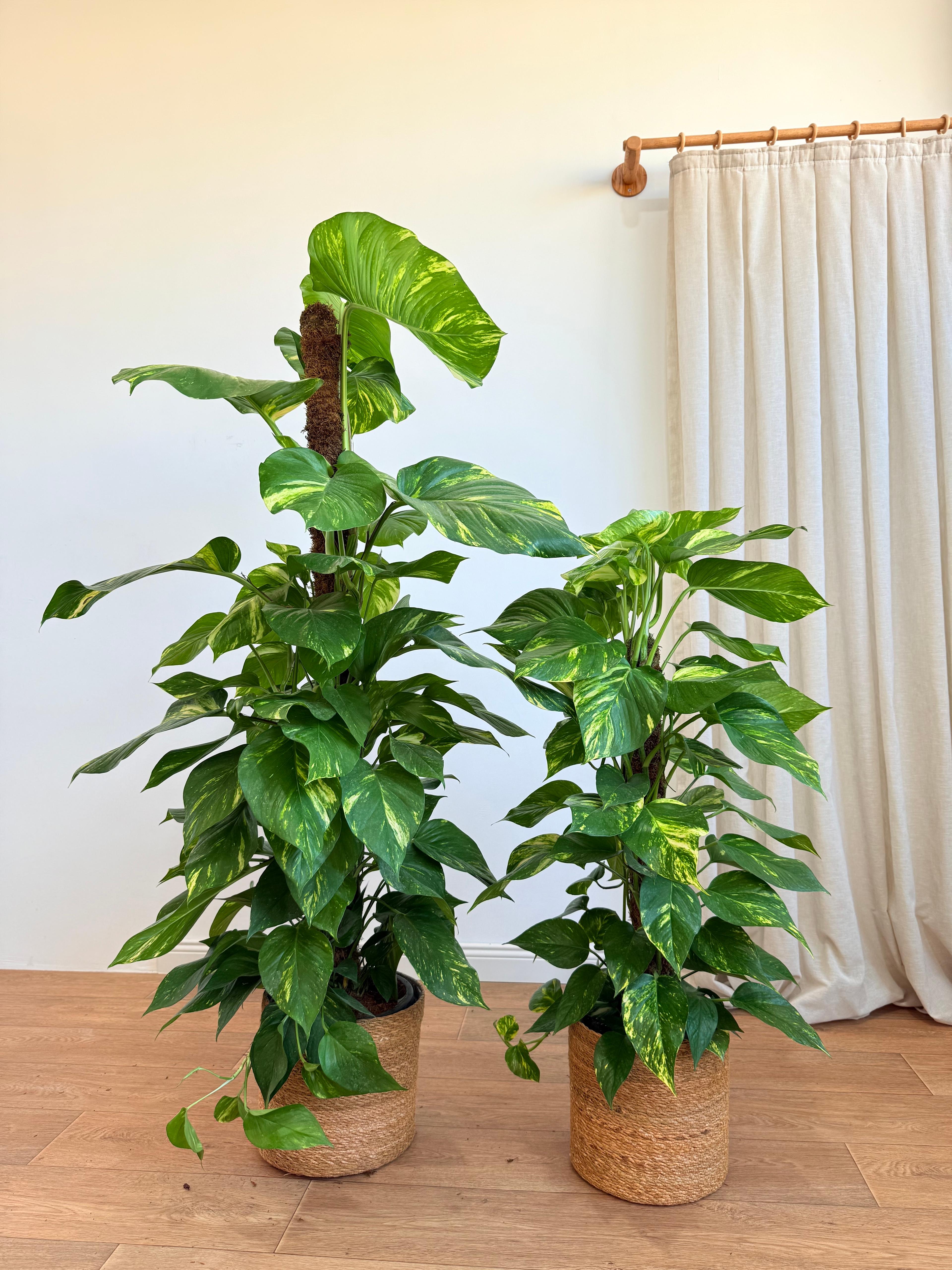 Patos Salon Sarmaşığı 100-120 cm(Golden Pothos - Epipremnum Aureum)