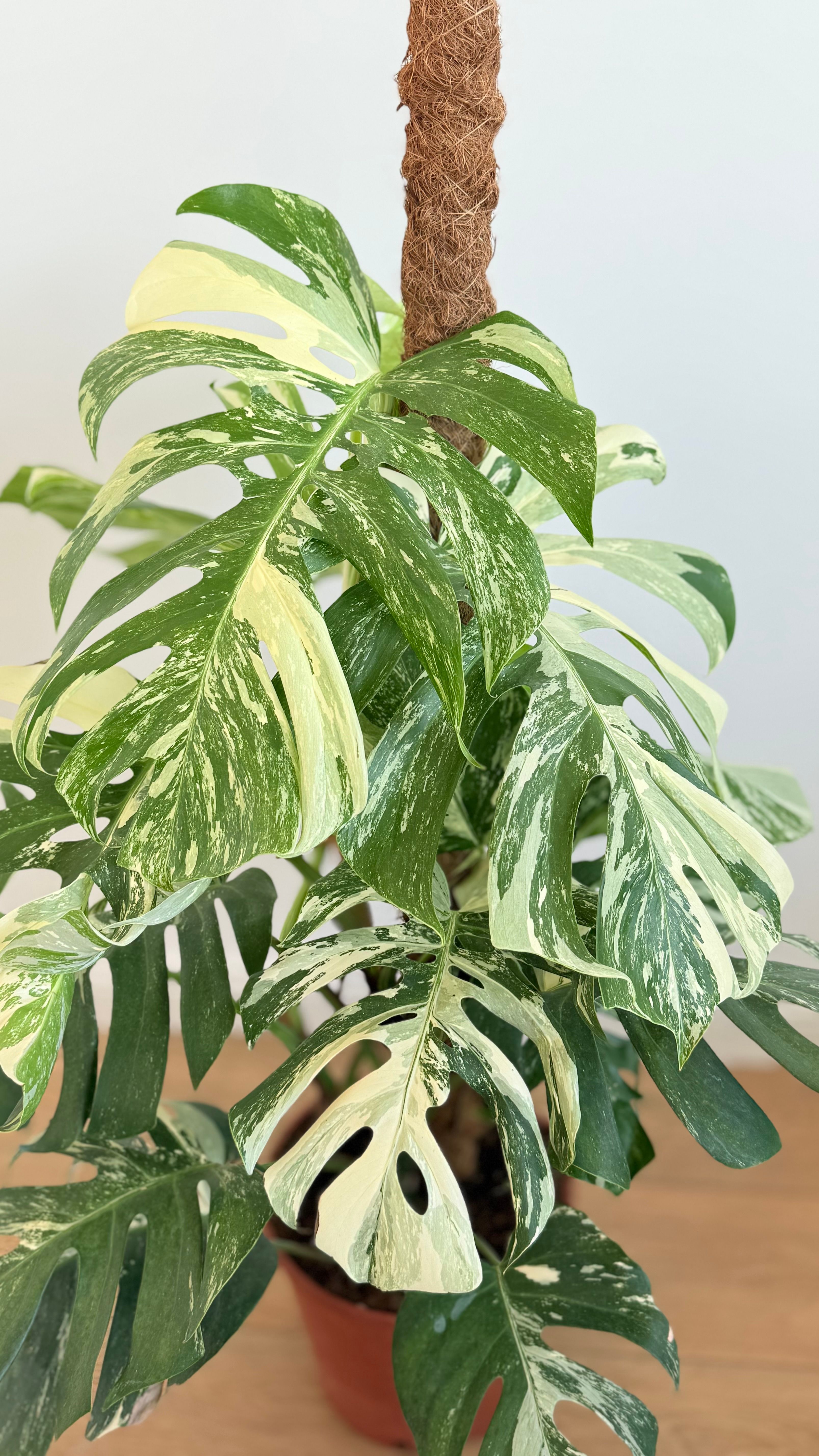 Monstera Deliciosa Variegata   (Nadir Tür)
