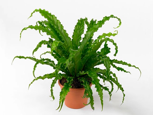 Kuş Yuvası Eğreltiotu (Asplenium Nidus) – 12 cm Saksıda  
