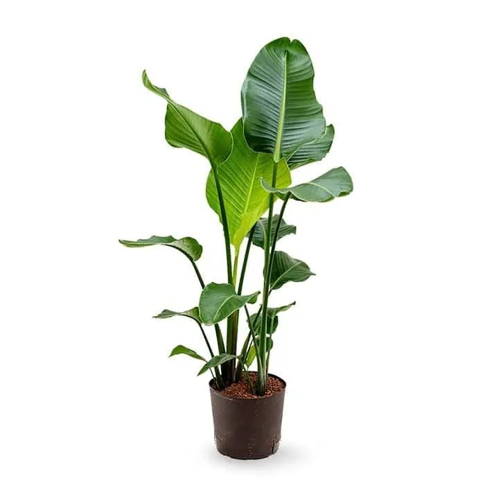 Favori Bitki Seti (çok köklü 100-110 cm Starliçe -üç adet bambu 90-100 cm  -pilea)