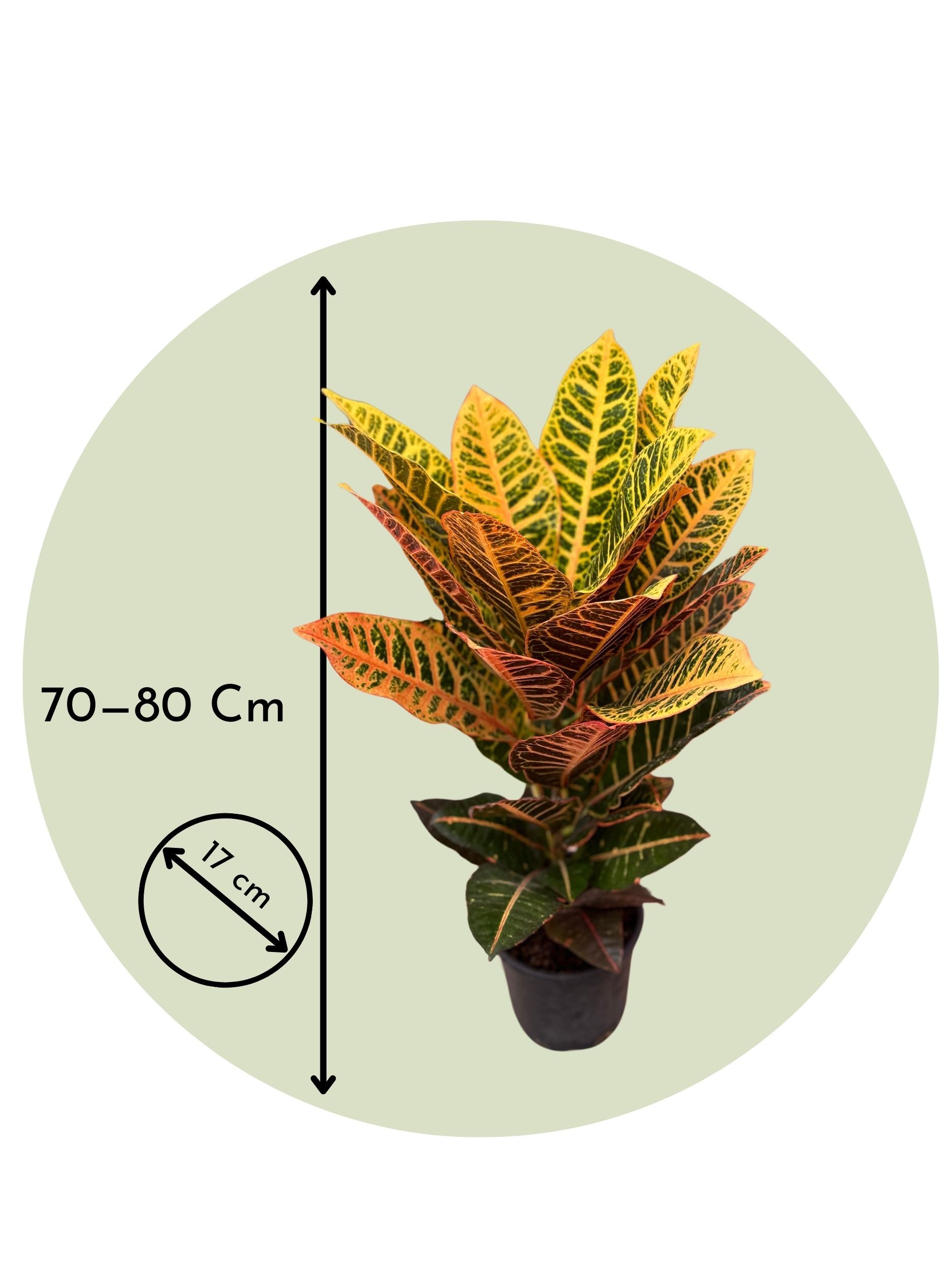 Croton Petra 70-80 cm