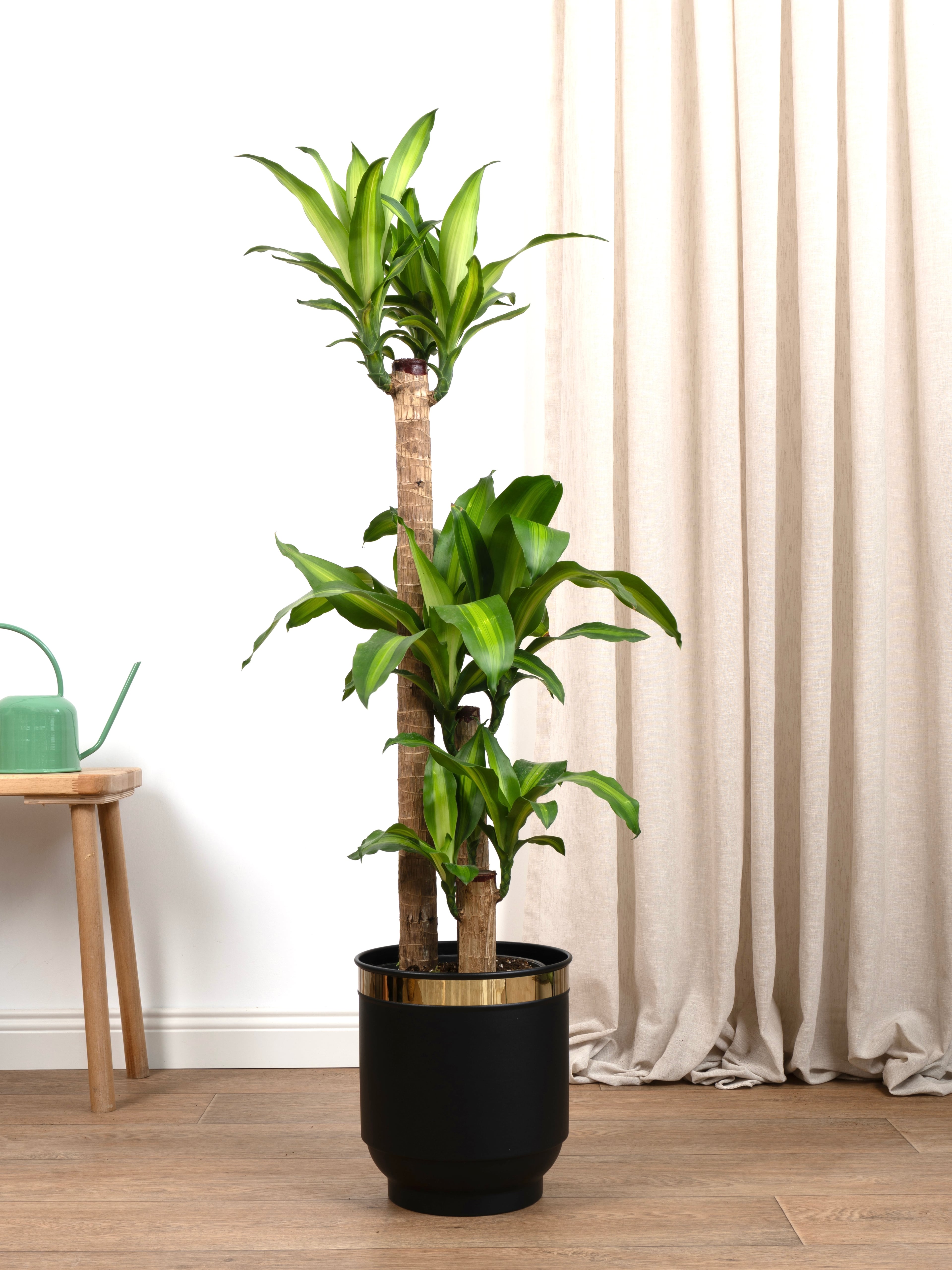 Massengena  Üç Kollu 130-150 cm yuka