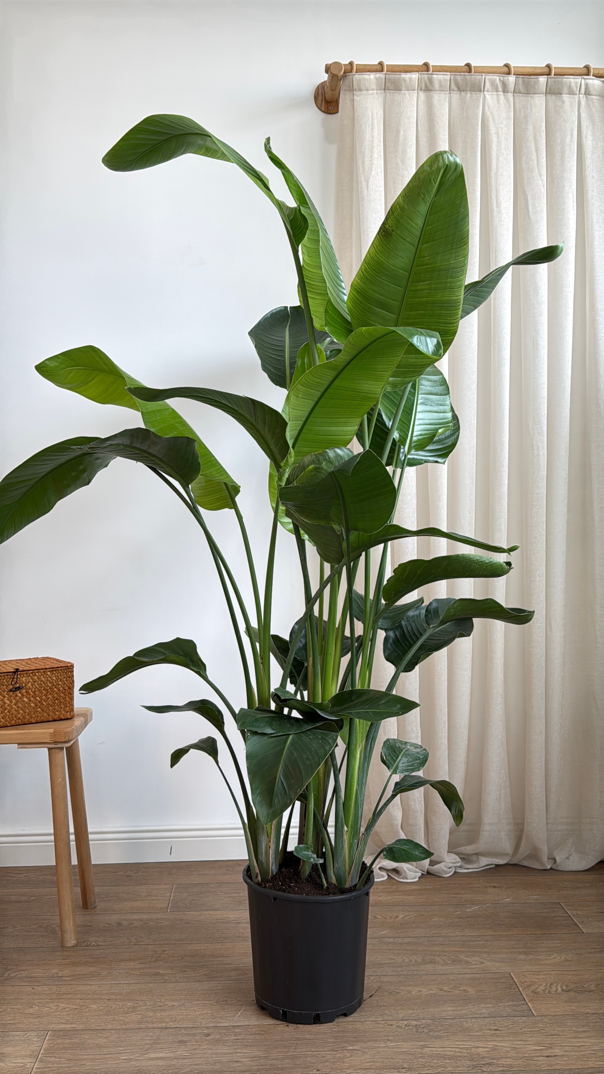Starliçe- Altı Köklü Dolgun Form (Strelitzia Nicolai 180-200 cm )