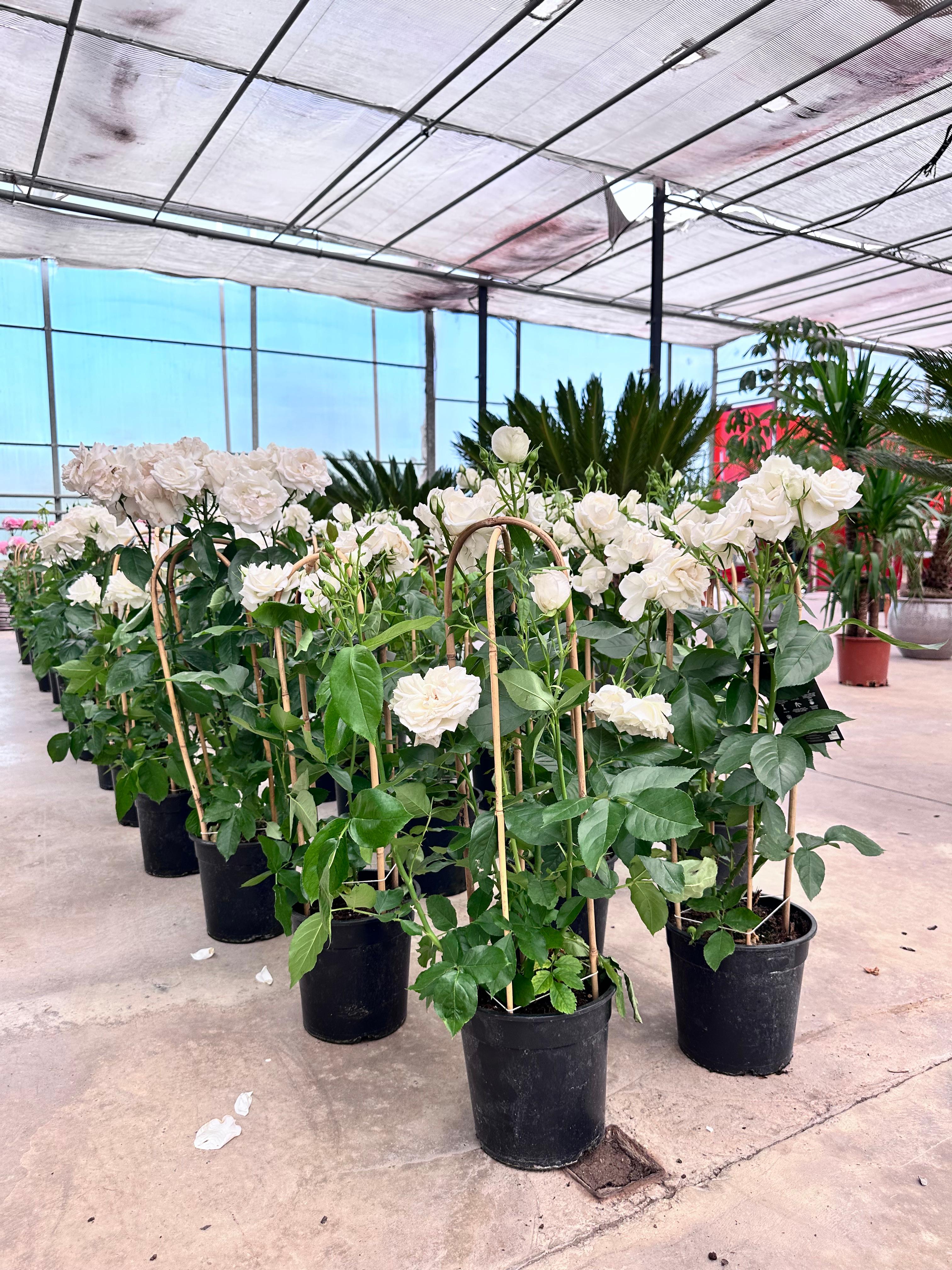 Gül (80-90 cm ithal bambu çardaklı)