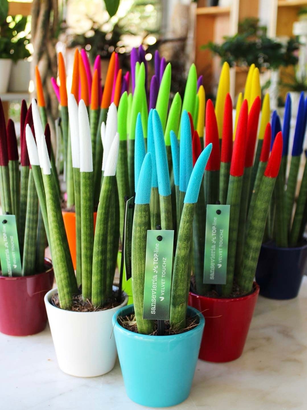 Sanseveria Cylindirica Large Seramik Saksıda