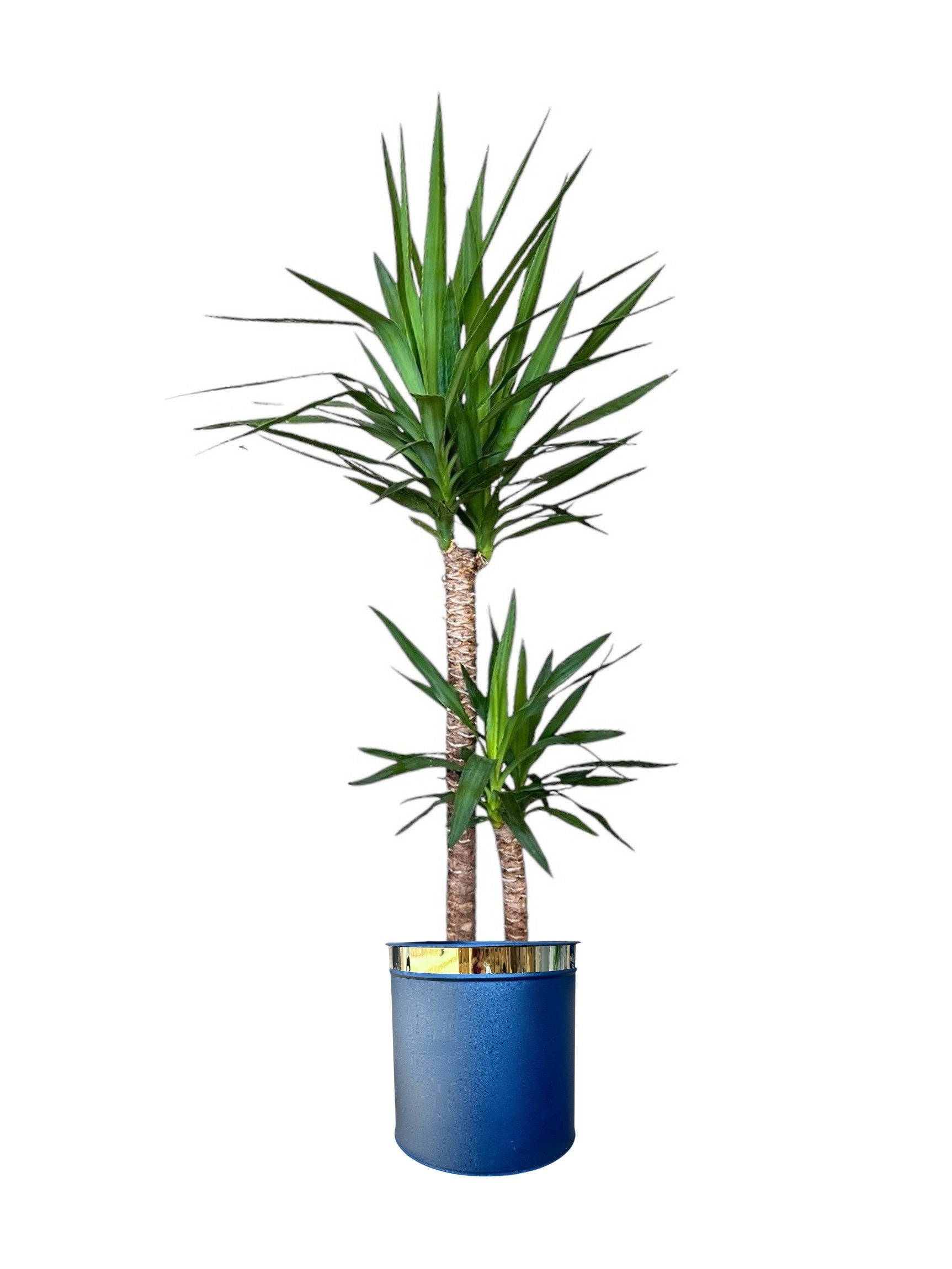 Yucca (Yuka ) İki Kollu 130-140 cm