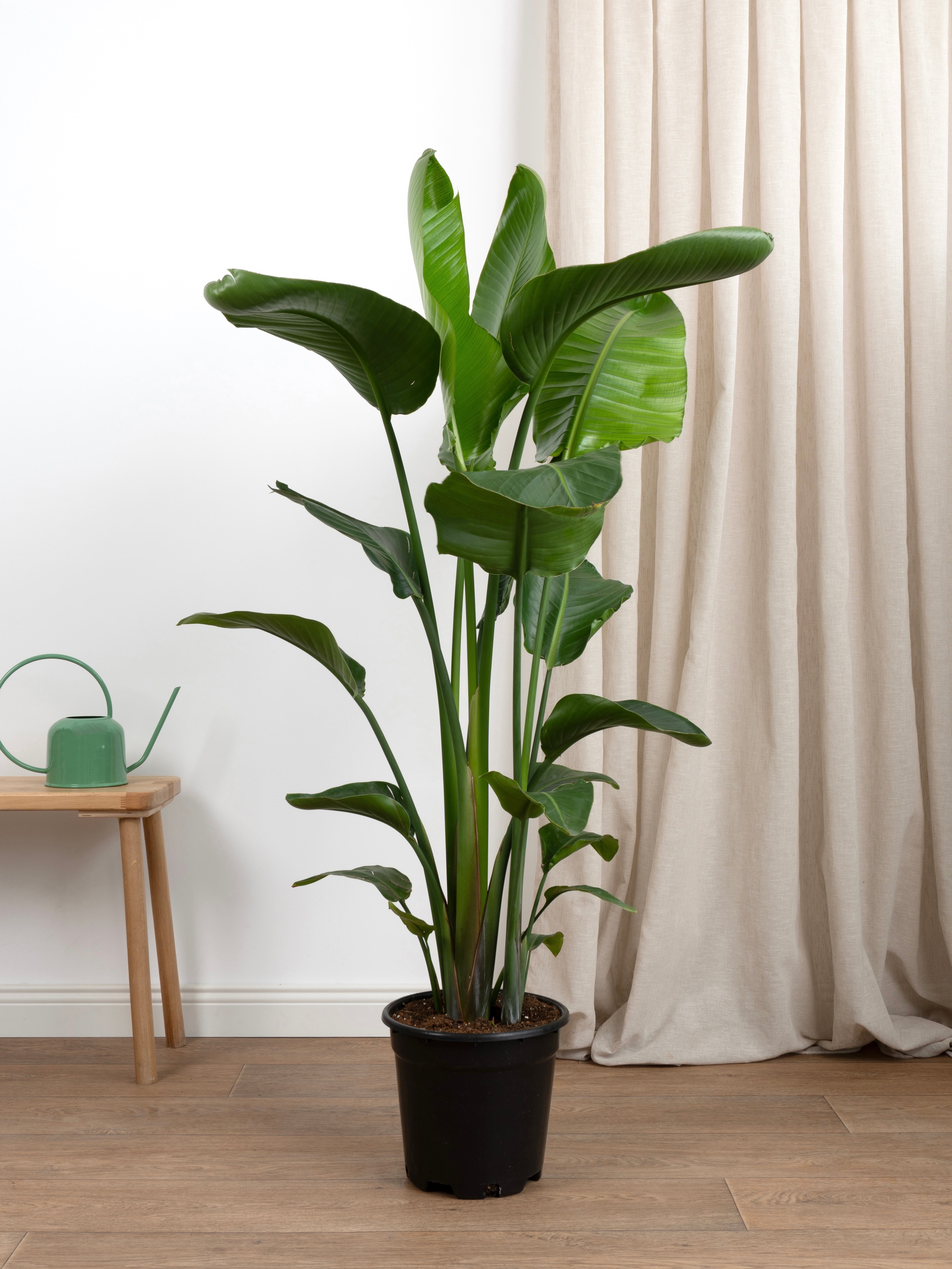 Starliçe- İki Köklü Anaç Form 140-160 cm (Cennet Kuşu Çiçeği- Strelitzia Nicolai )