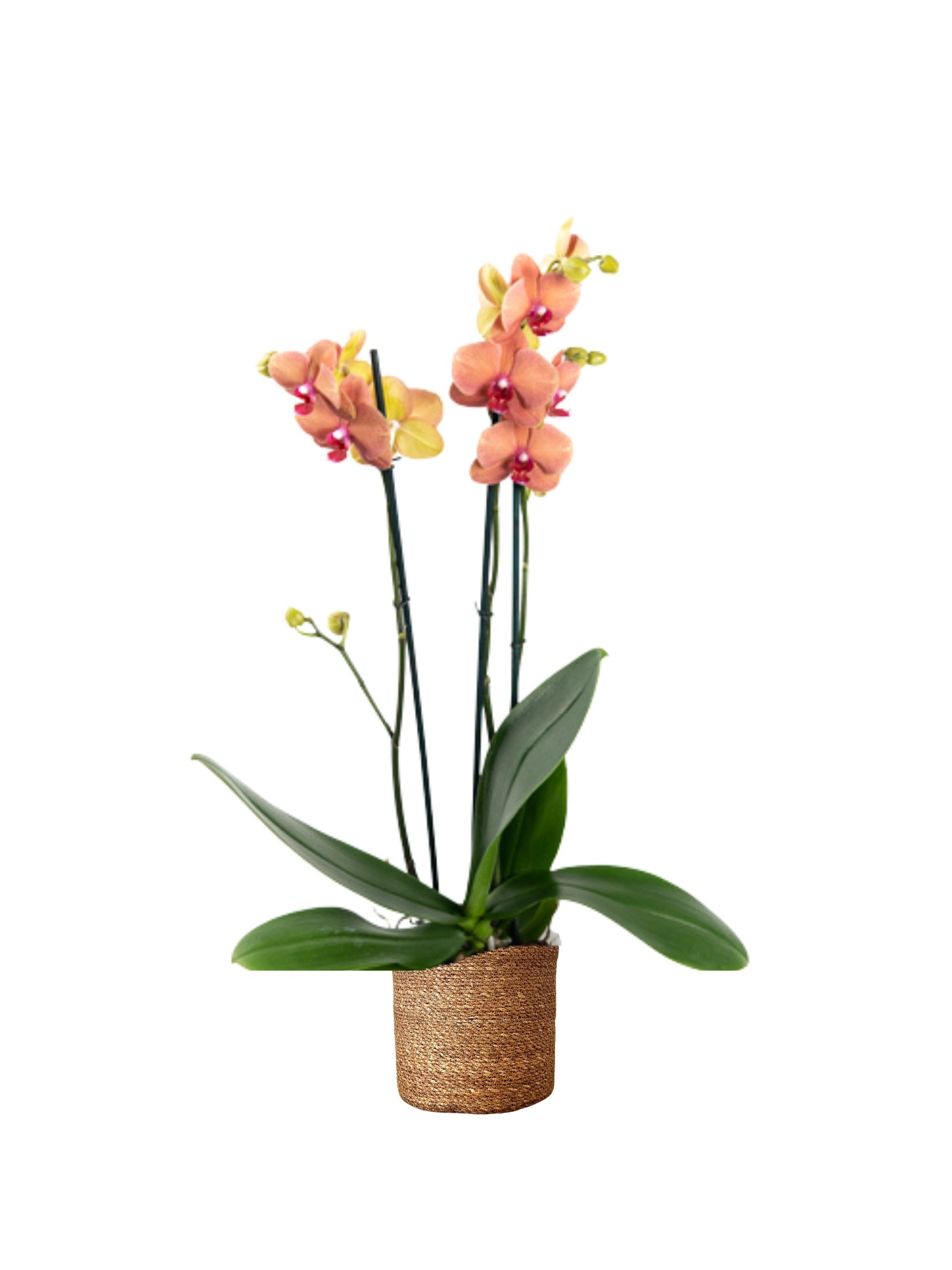 Orkide Çift Dallı Somon (Phalaenopsis )İthal Premium