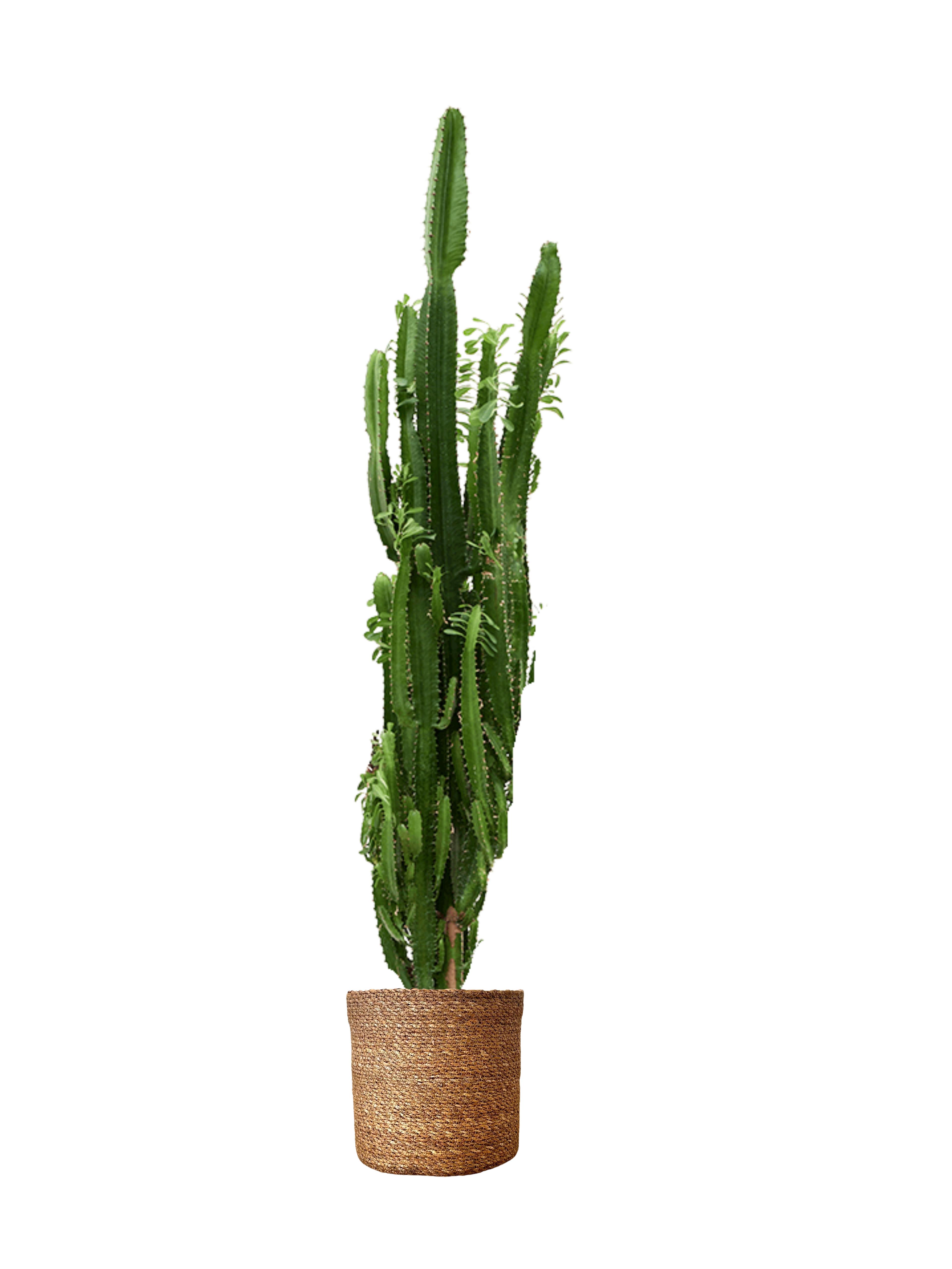 XL Euphorbia Trigona 120 cm| Kaktüs